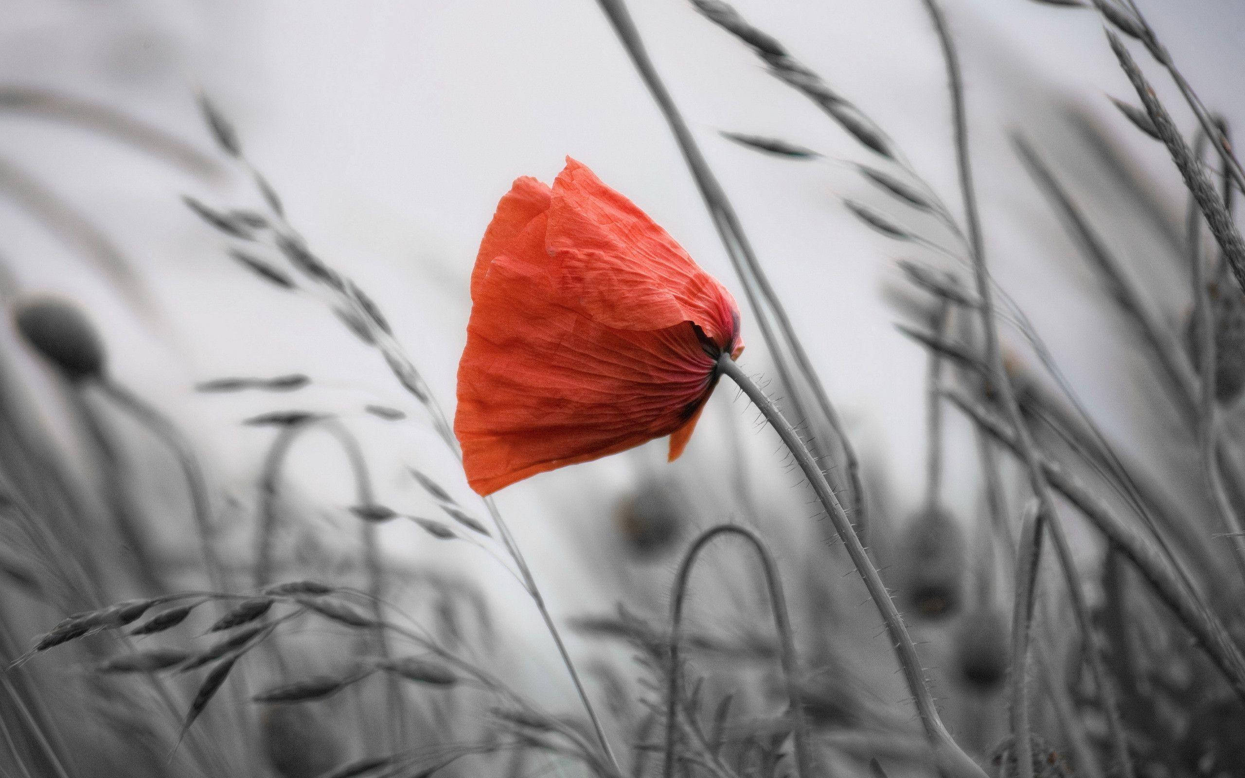 Color Splash Poppy, vibrant red poppy, monochrome field, 2K Desktop Wallpaper