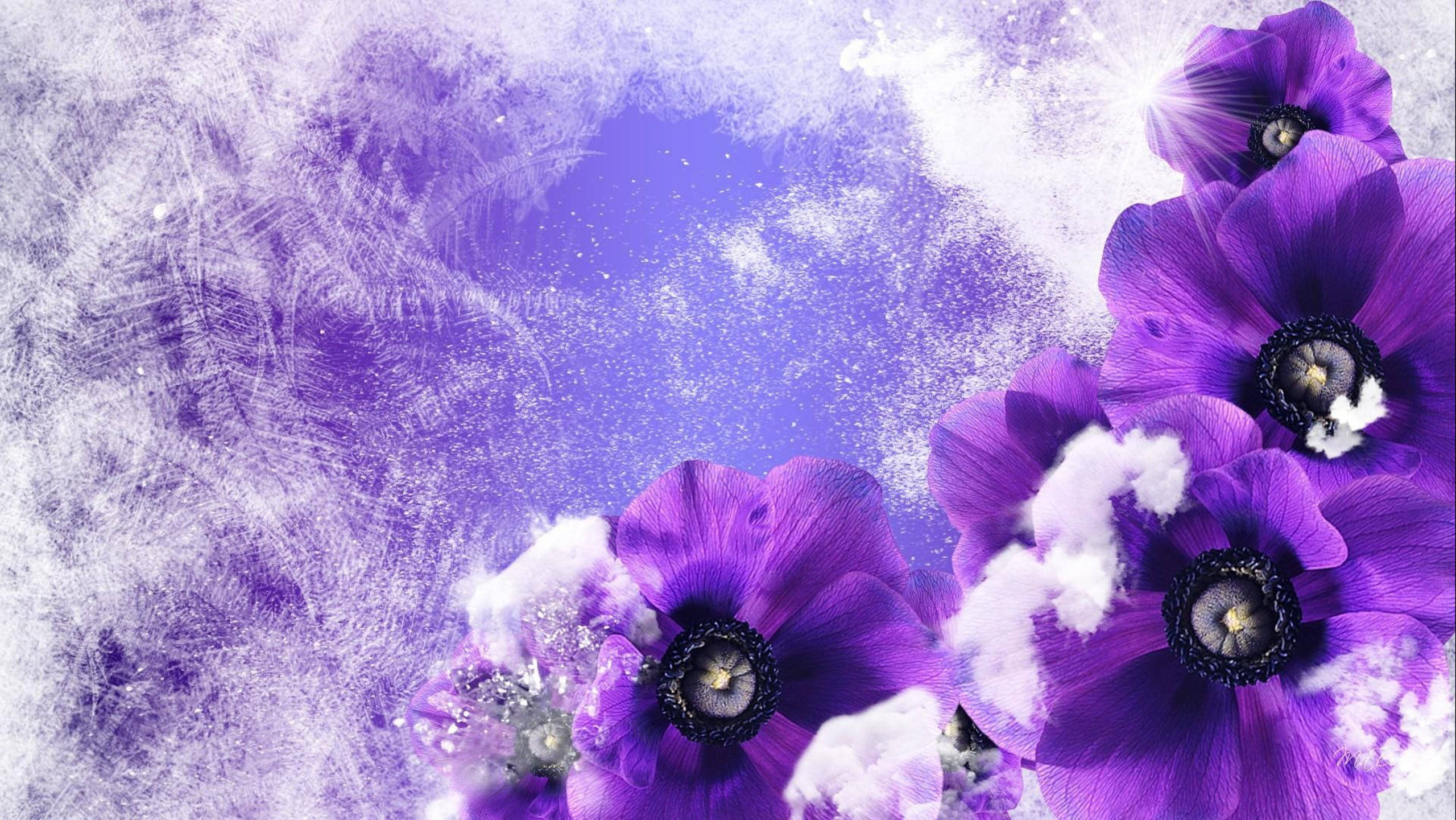 Winter Poppies, vibrant purple anemones, frosty white textures, 2K Desktop Wallpaper