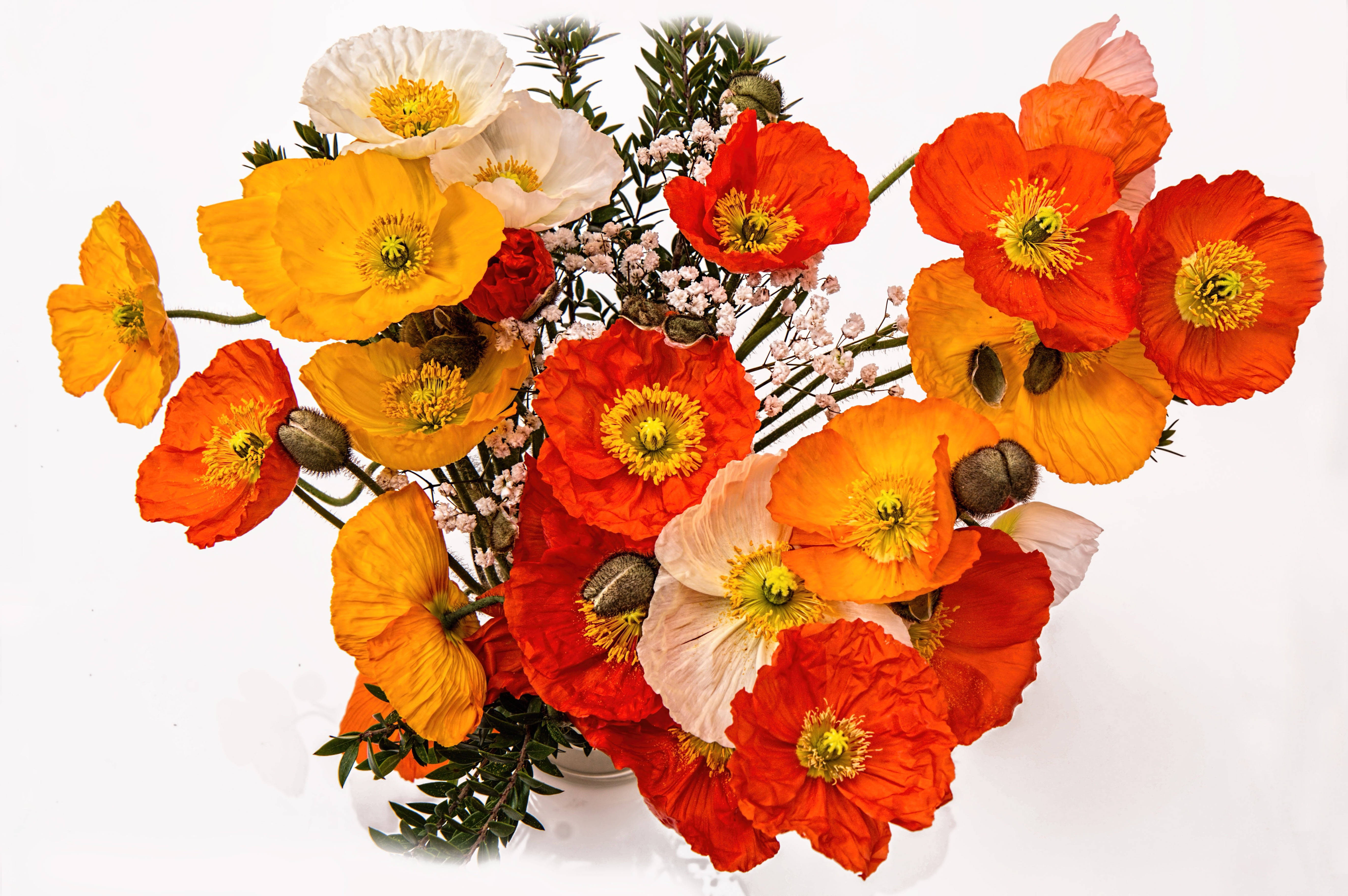 Poppies Bouquet, orange red, white poppies, 5K Desktop Wallpaper