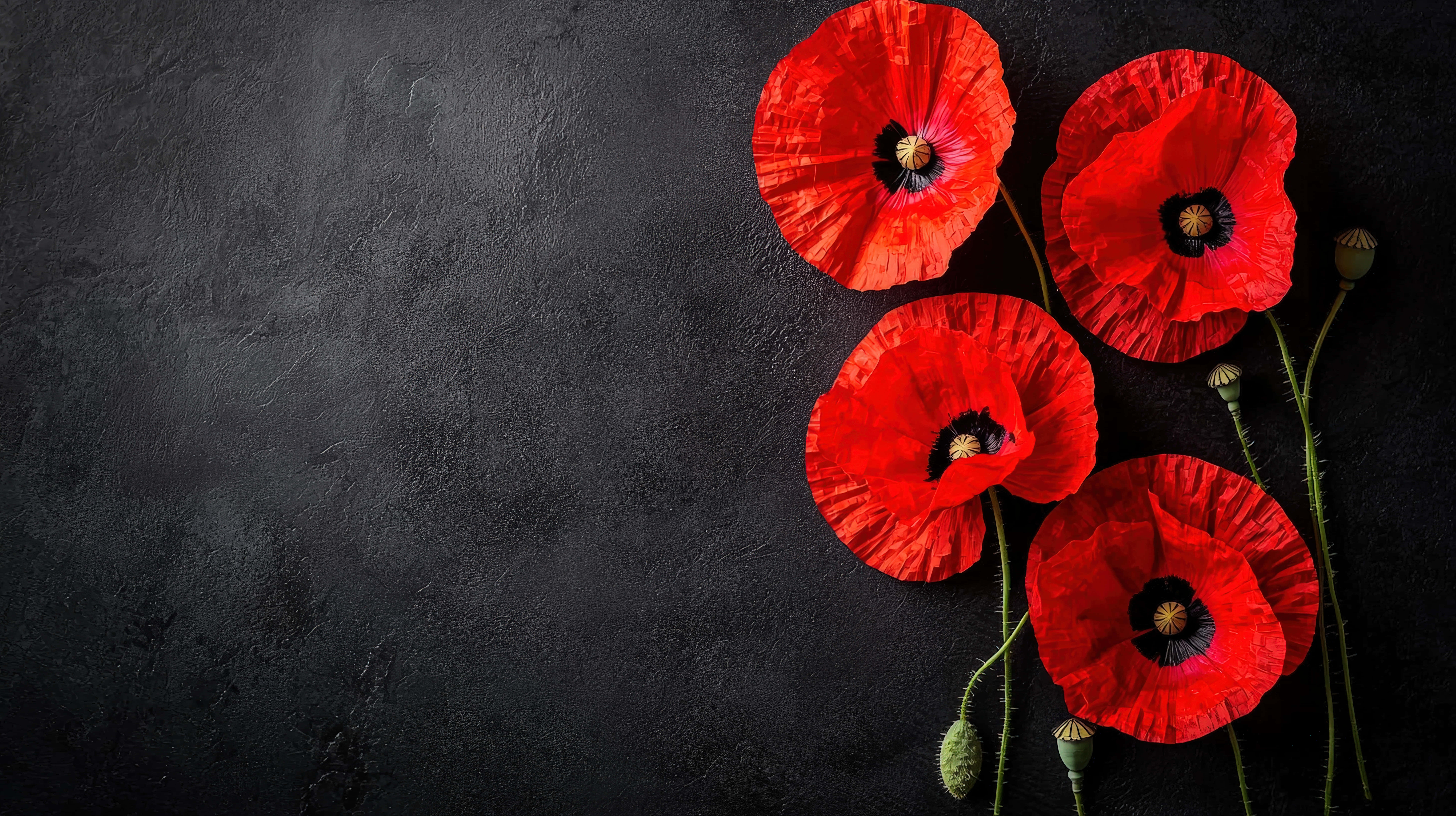 vibrant red poppy, dark black background, textured charcoal gray background, 8K Desktop Wallpaper