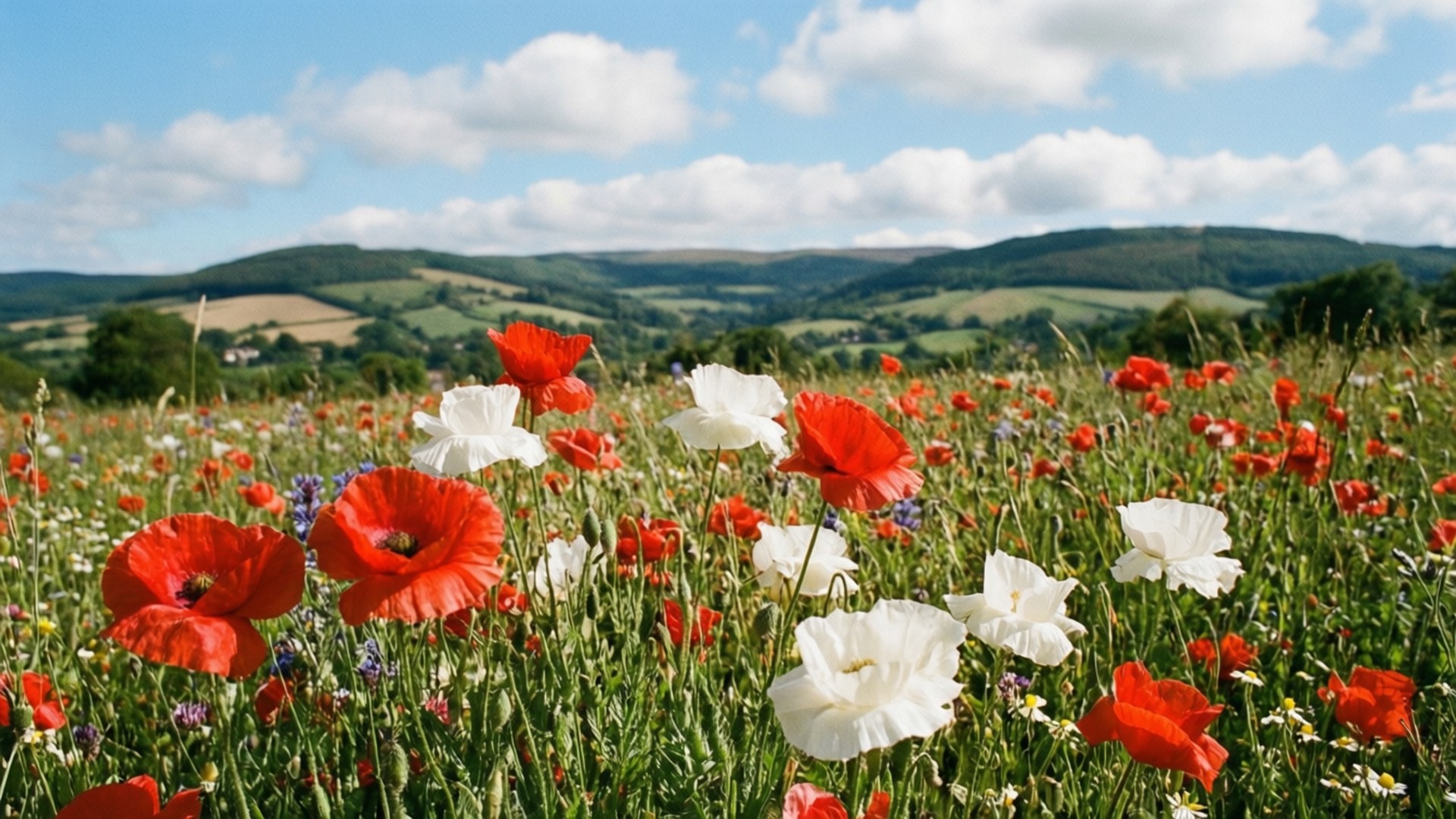 red and white poppy meadow, sunlit meadow, rolling green hills, Full HD Desktop Wallpaper