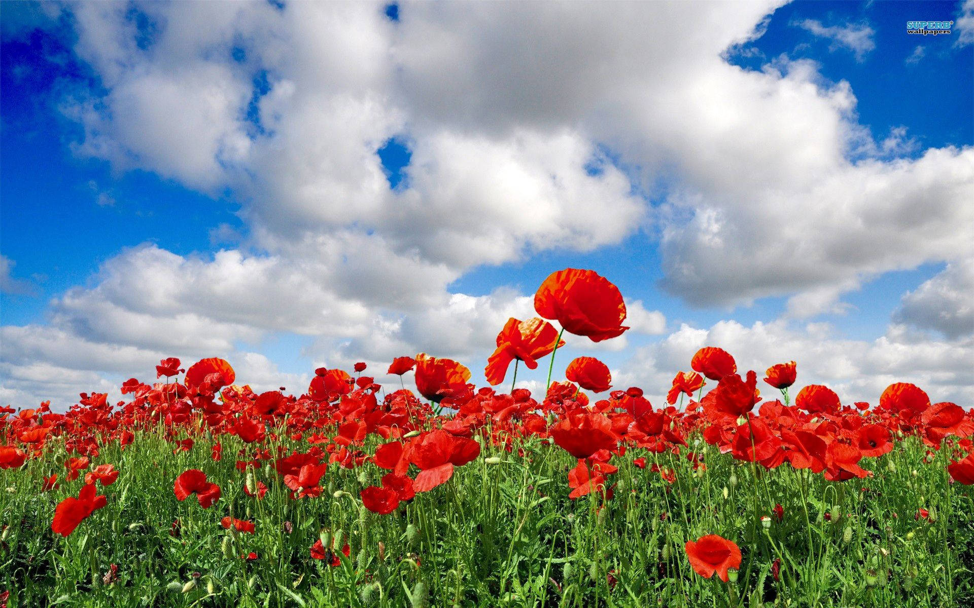 red poppy flower field, cloudy day, bright blue sky, Full HD Desktop Wallpaper