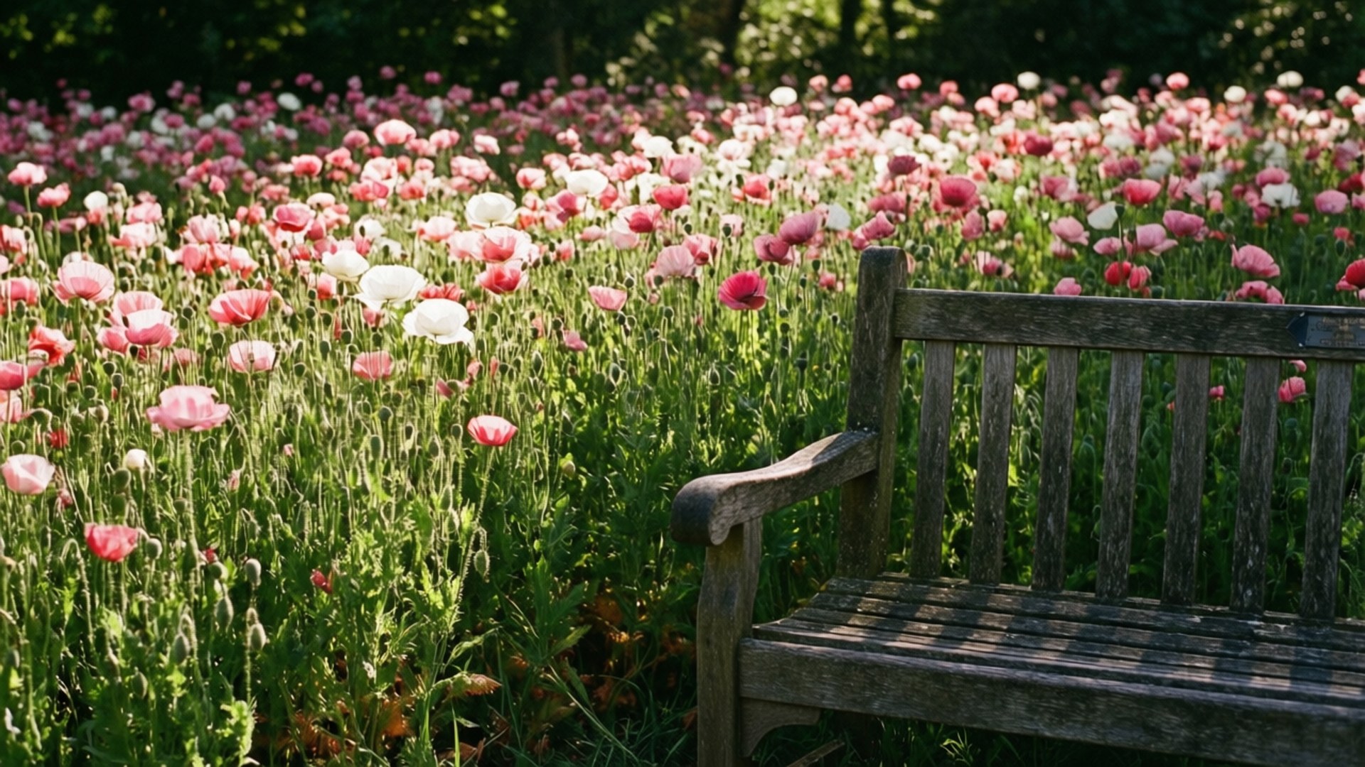 poppy, bench, wooden bench, Full HD Desktop Wallpaper