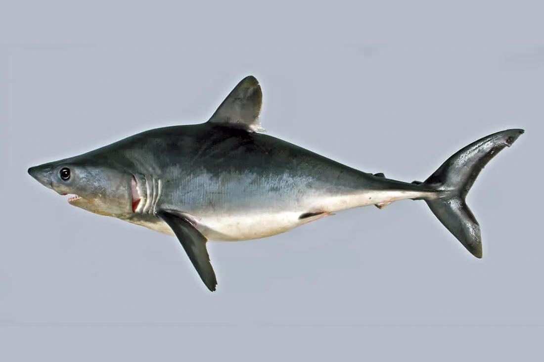 Porbeagle Shark