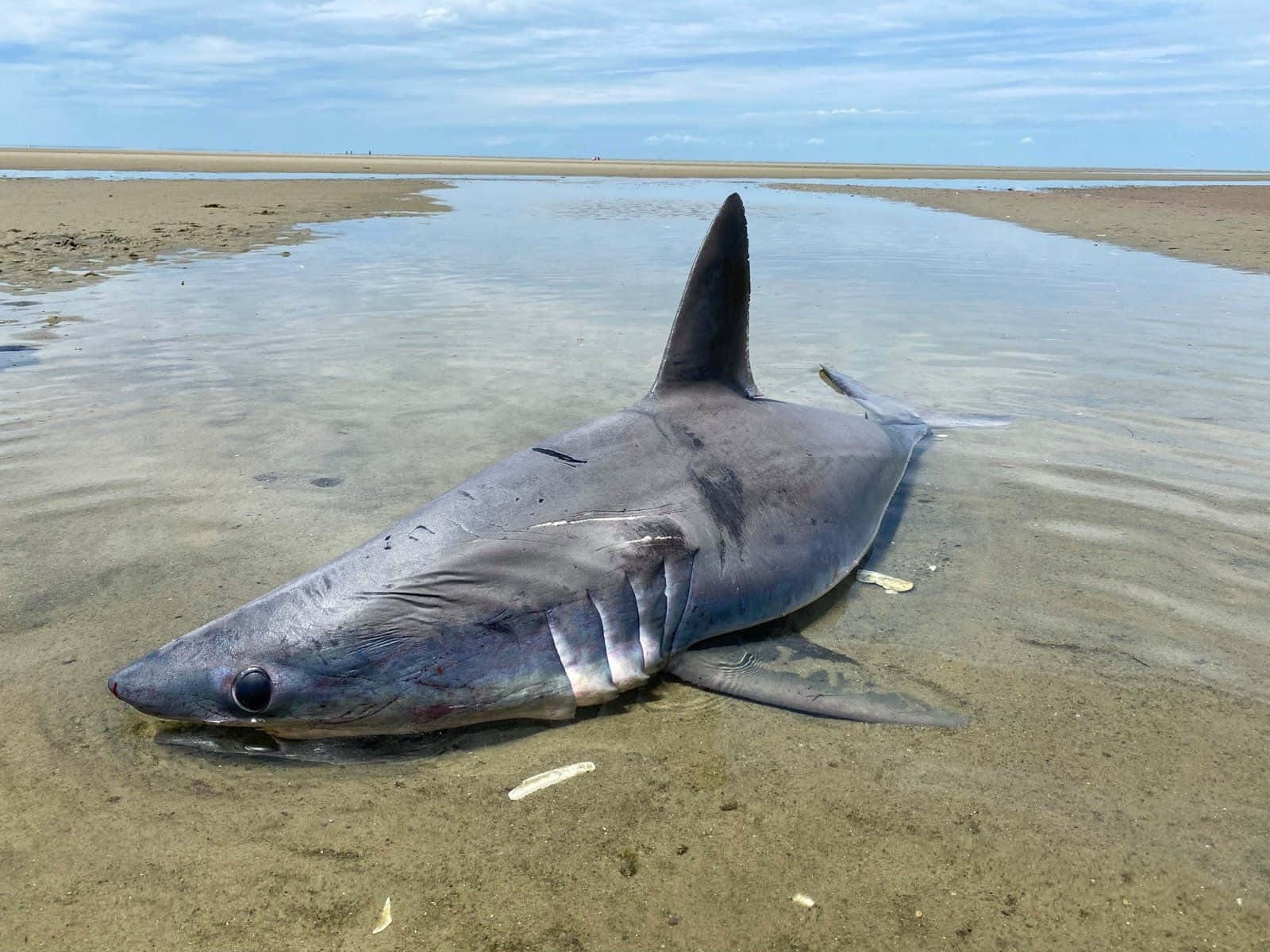 Porbeagle Shark, sandy beach, shallow tidal water, HD Desktop Wallpaper