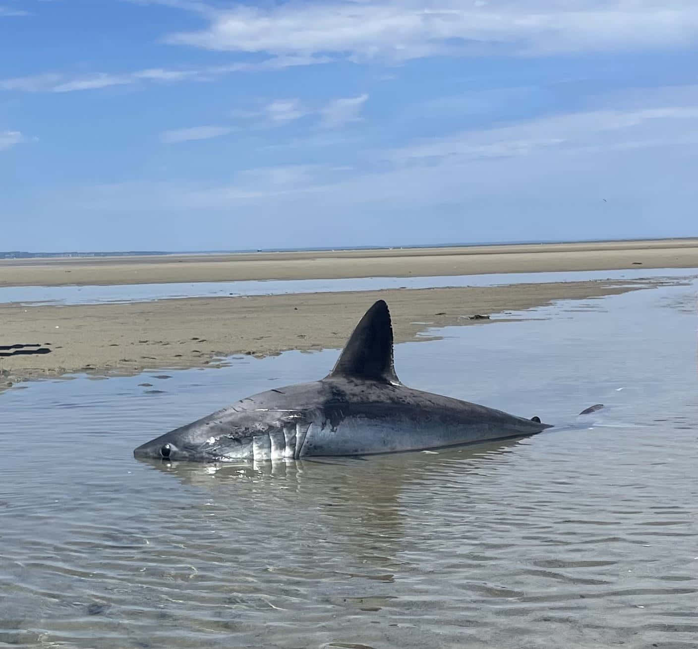 Porbeagle Shark, sandy beach, shallow tidal water, HD Desktop Wallpaper