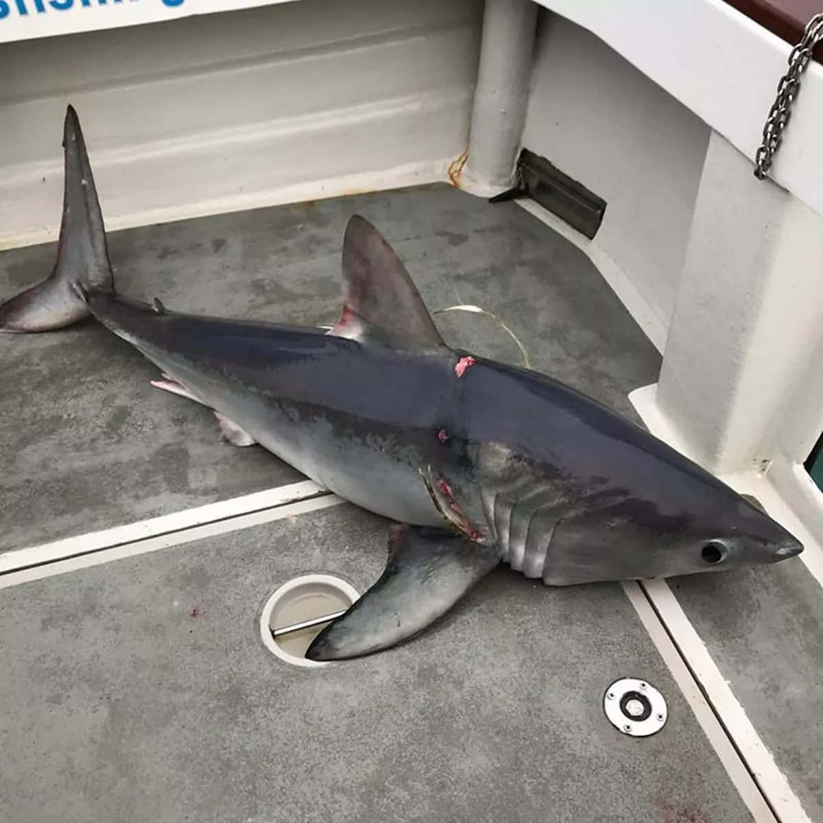 Porbeagle Shark, boat deck, fishing boat, SD Desktop Wallpaper