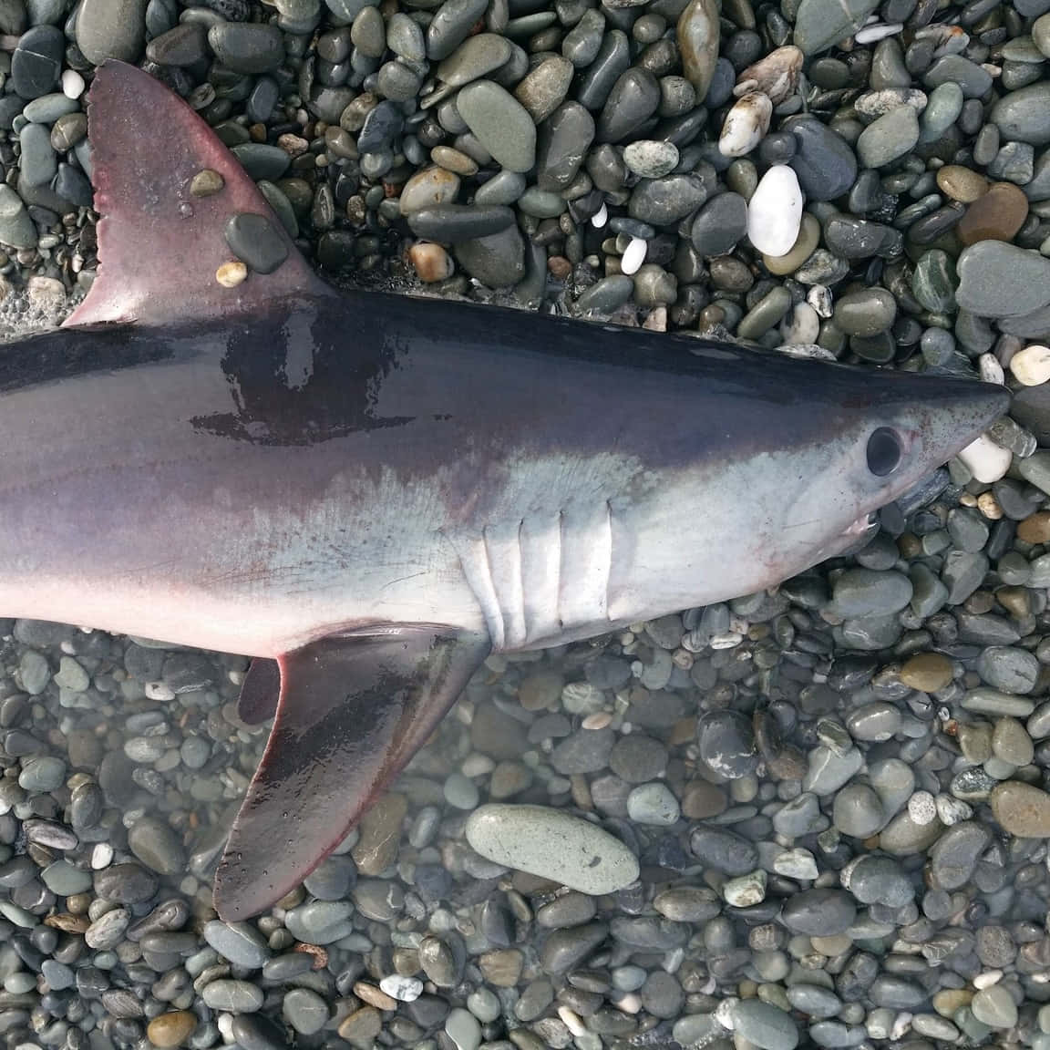 Porbeagle Shark, pebbled shore, dark gray back, SD Desktop Wallpaper