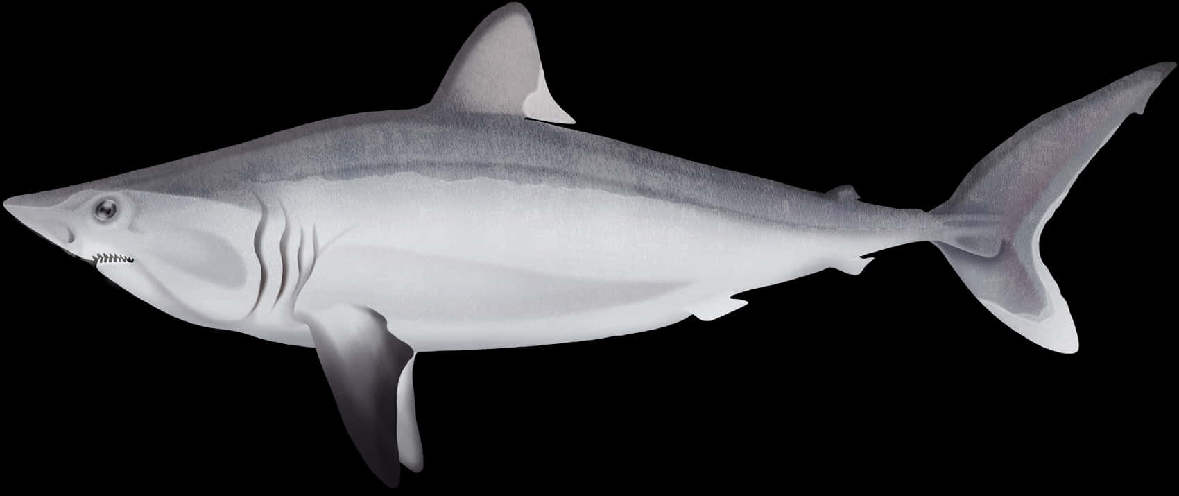 Porbeagle Shark, gray, dark waters, HD Desktop Wallpaper