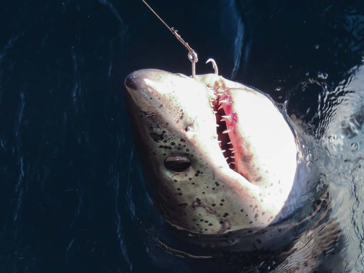 Porbeagle Shark, fishing hook, open jaws, SD Desktop Wallpaper