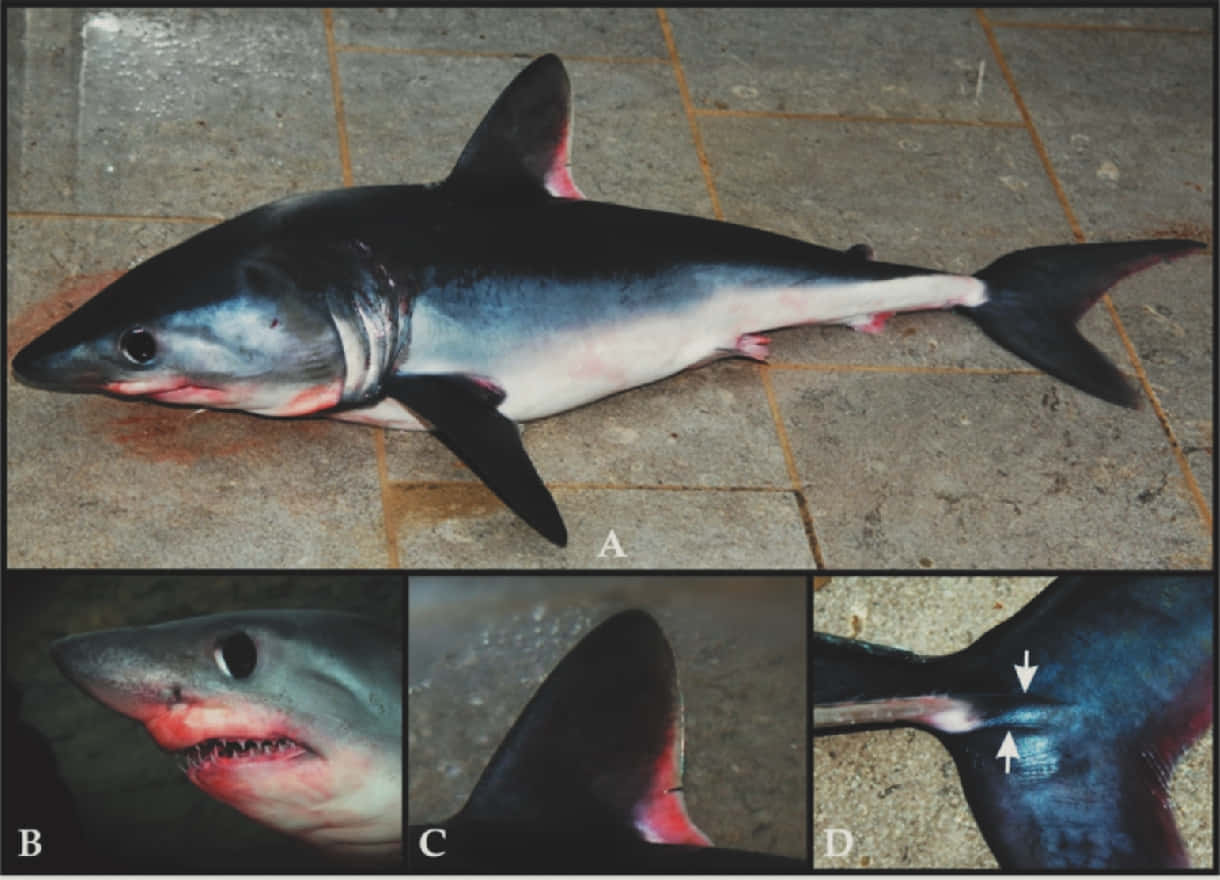 Porbeagle Shark, dark dorsal side, pale belly, SD Desktop Wallpaper