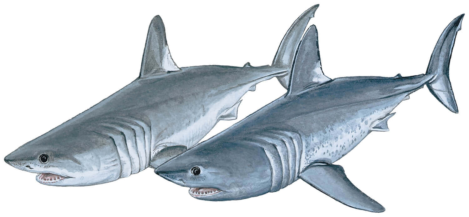 Porbeagle Shark, gray, gill slits, HD Desktop Wallpaper