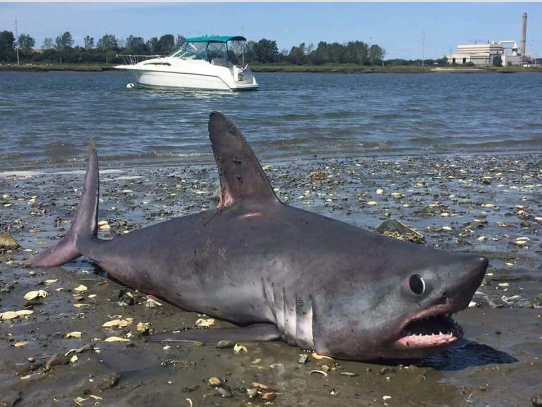 Porbeagle Shark, muddy shoreline, white boat, SD Desktop Wallpaper