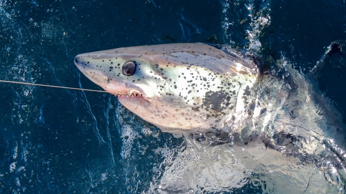 Porbeagle Shark, fishing line, deep blue ocean water, SD Desktop Wallpaper