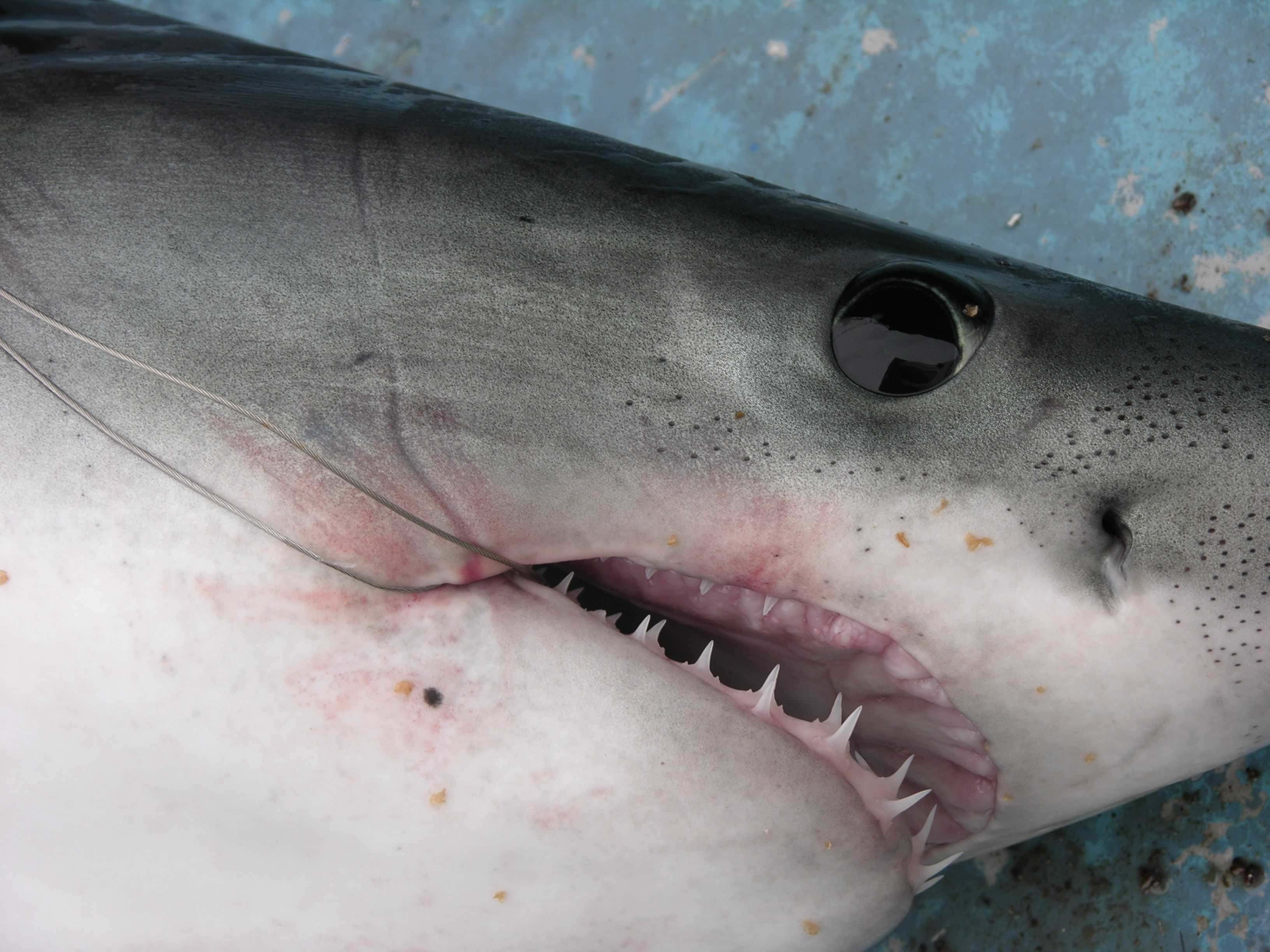 Porbeagle Shark, open mouth, sharp teeth, 2K Desktop Wallpaper