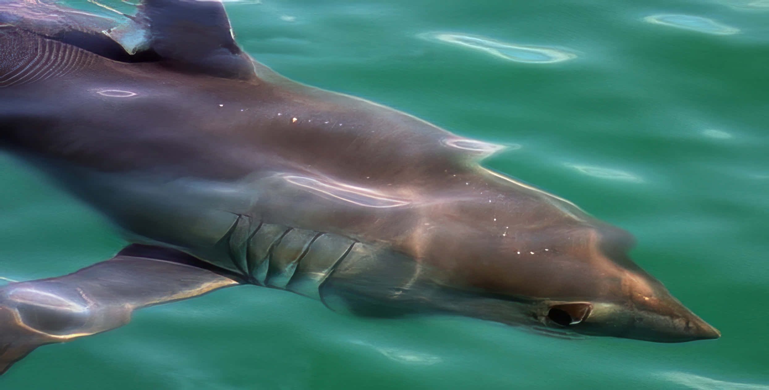 Porbeagle Shark, green waters, turquoise water, Full HD Desktop Wallpaper