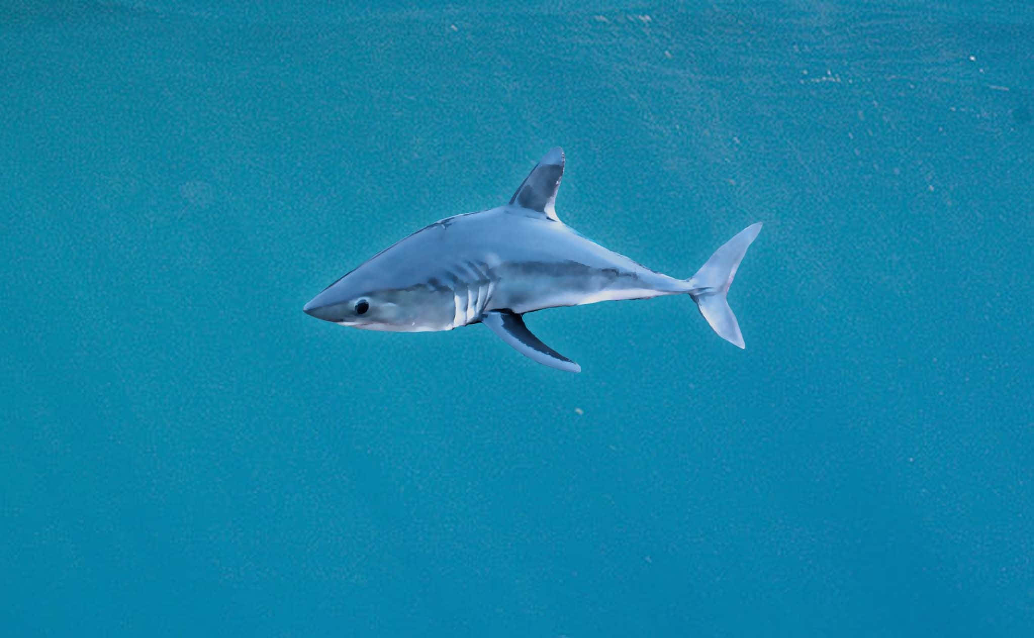 Porbeagle Shark, blue waters, turquoise ocean water, Full HD Desktop Wallpaper