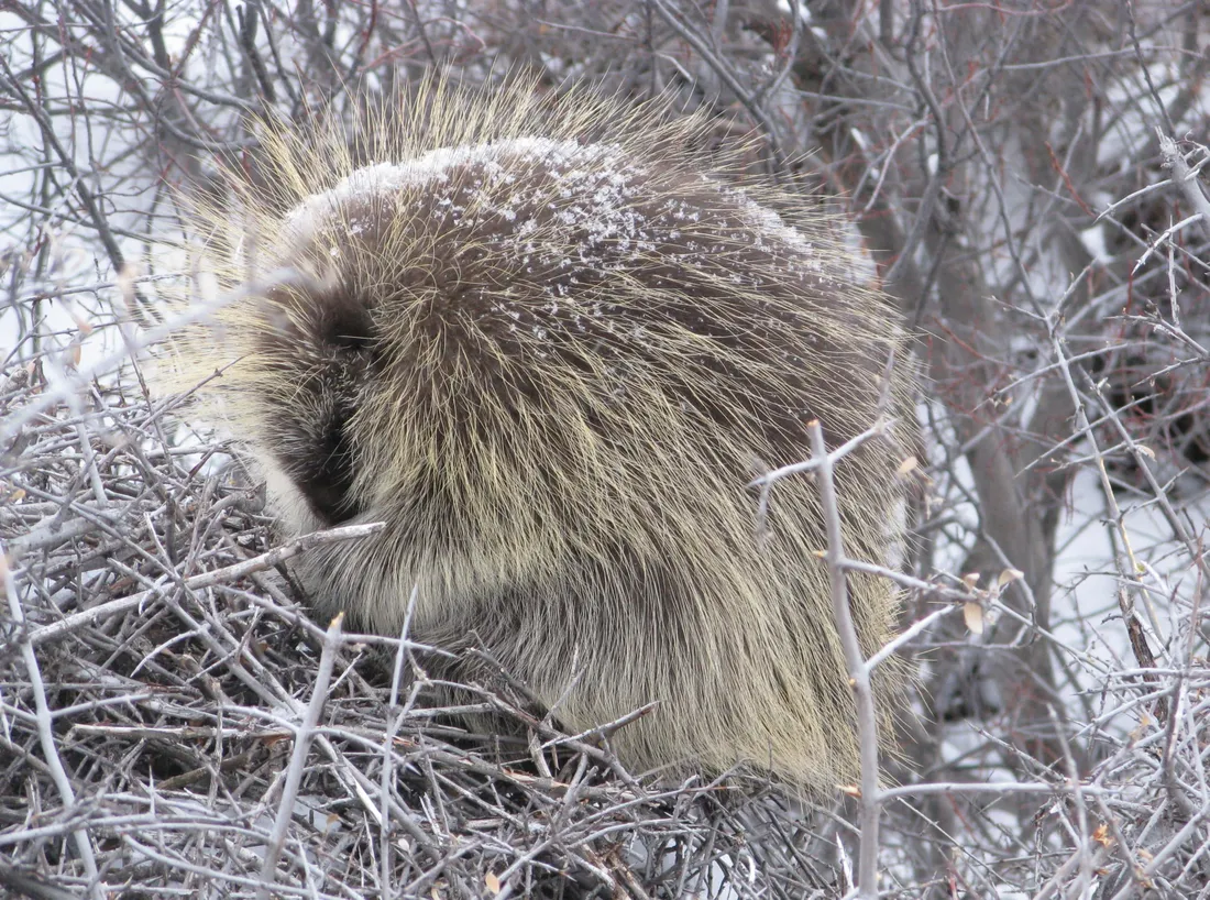 Porcupine