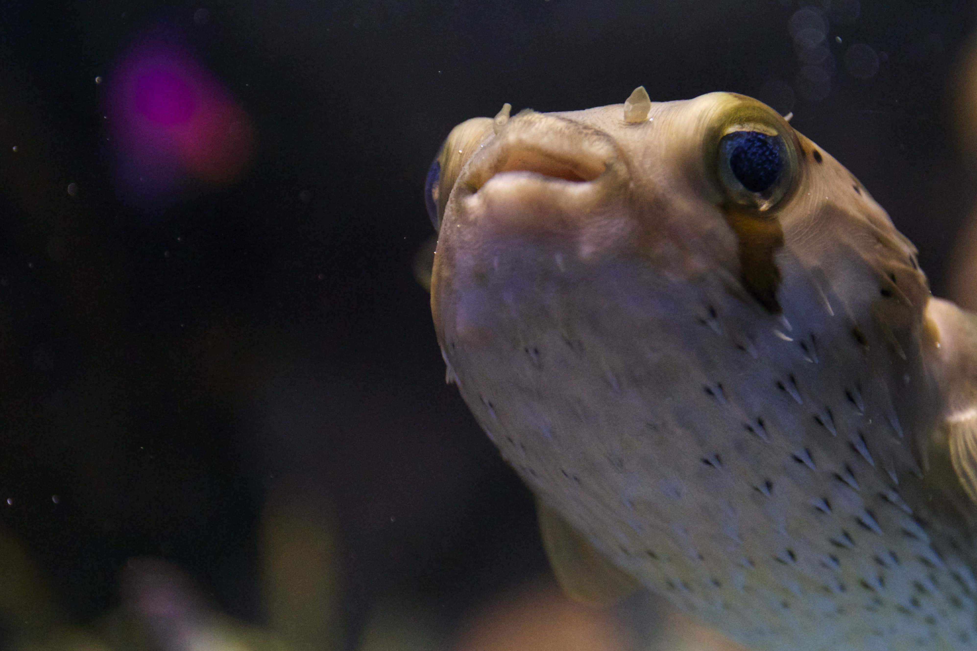 porcupinefish, pufferfish, large curious eyes, 4K Desktop Wallpaper