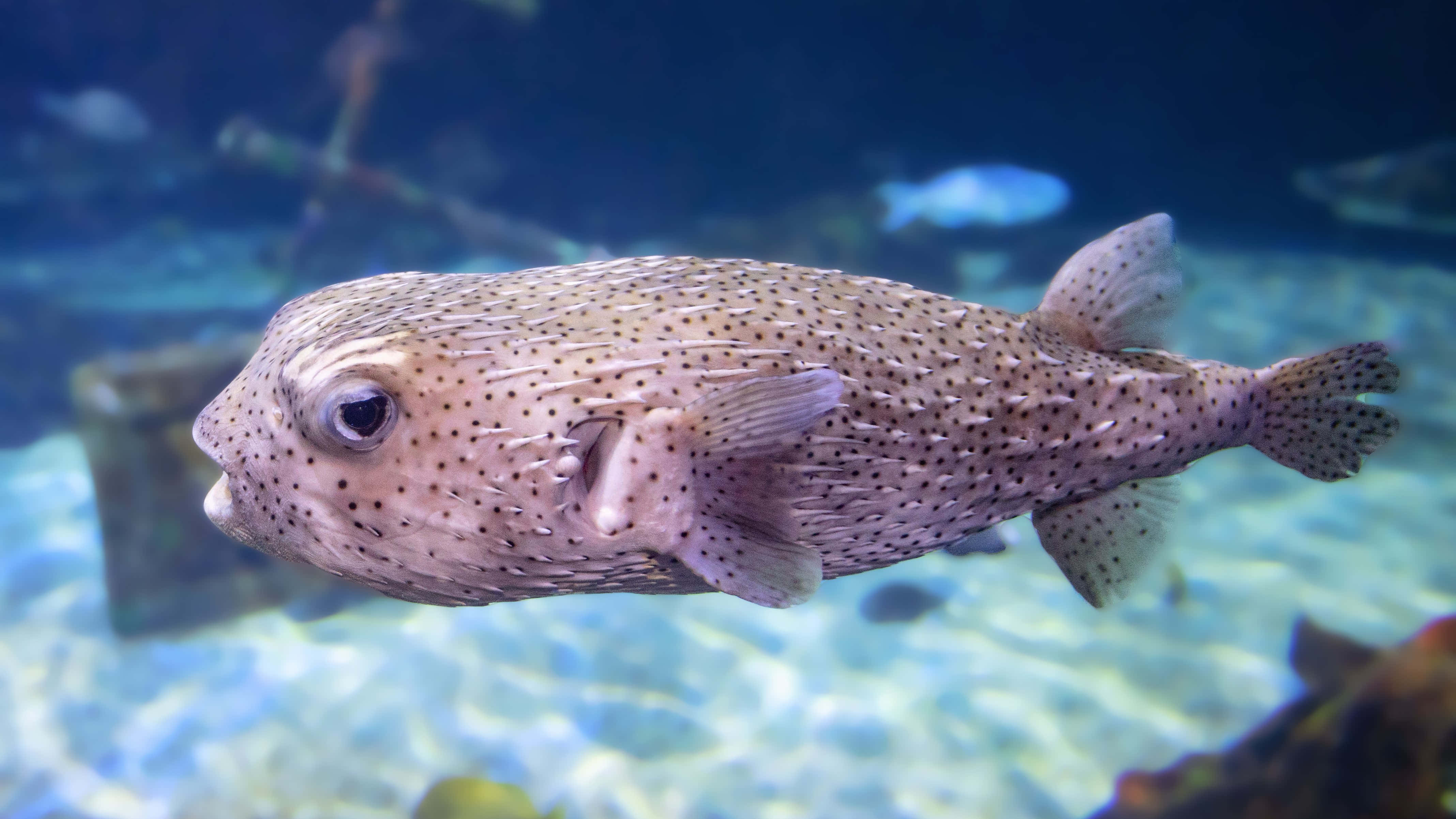 porcupinefish, spotted pufferfish, clear blue water, 4K Desktop Wallpaper