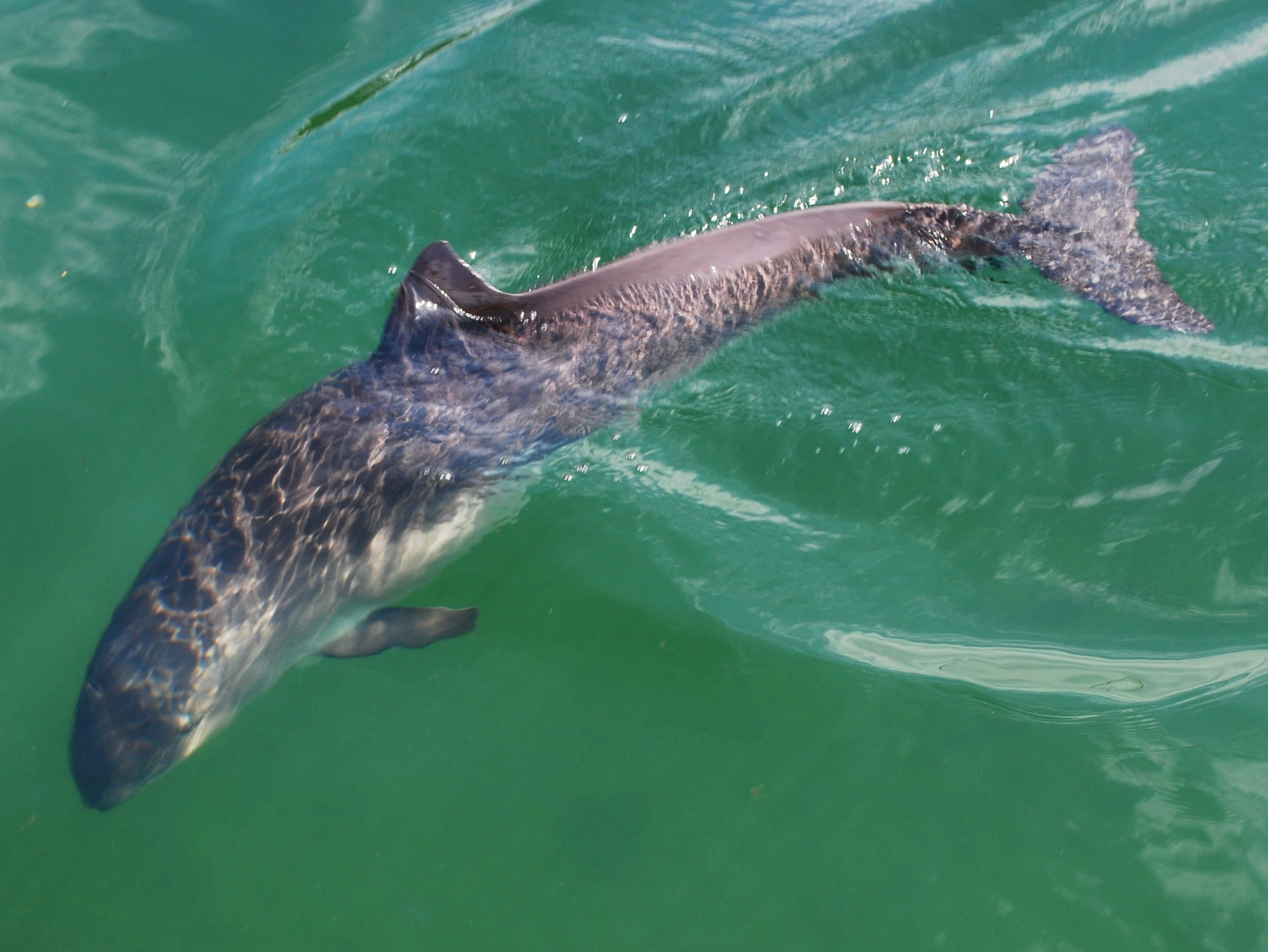 Dalls Porpoise, turquoise water, sunlight, 2K Desktop Wallpaper
