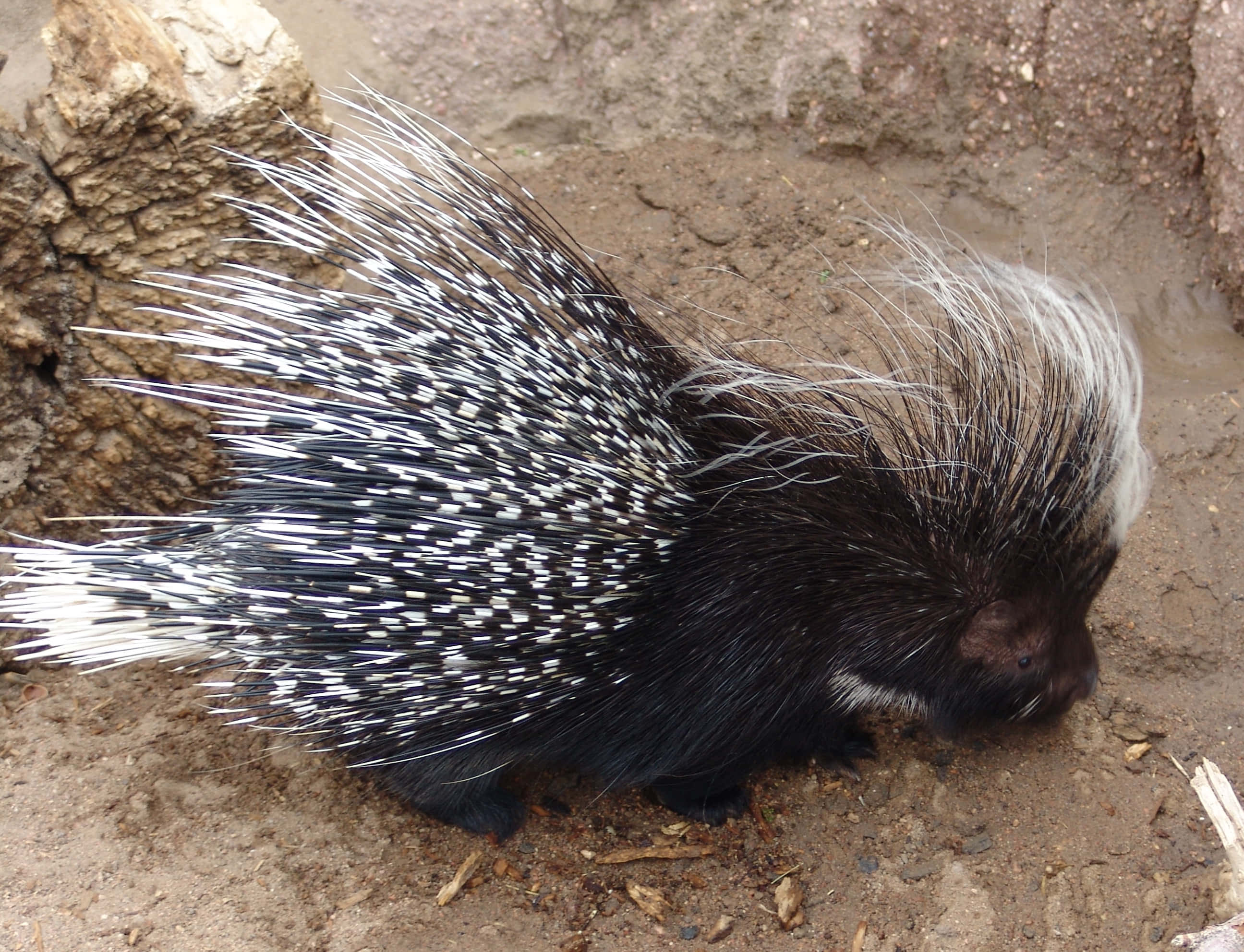 porcupine, black and white quills, muddy ground, 2K Desktop Wallpaper