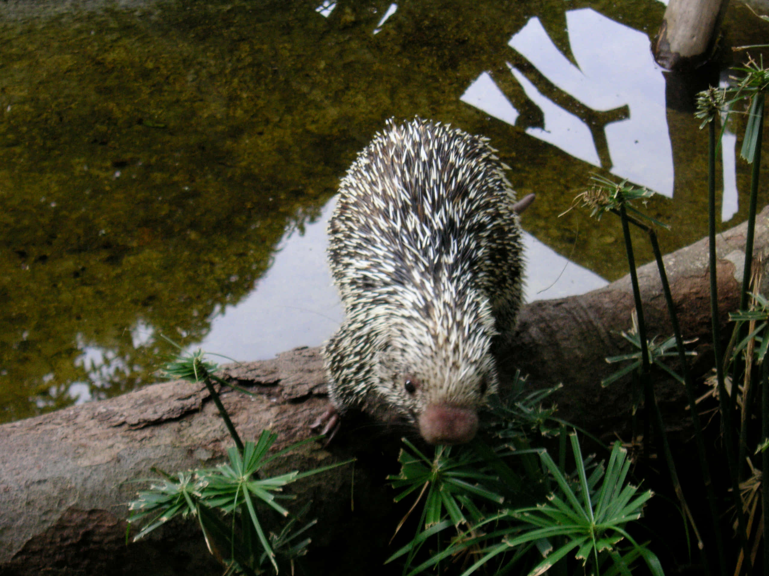 porcupine, murky pond, white shapes, 2K Desktop Wallpaper
