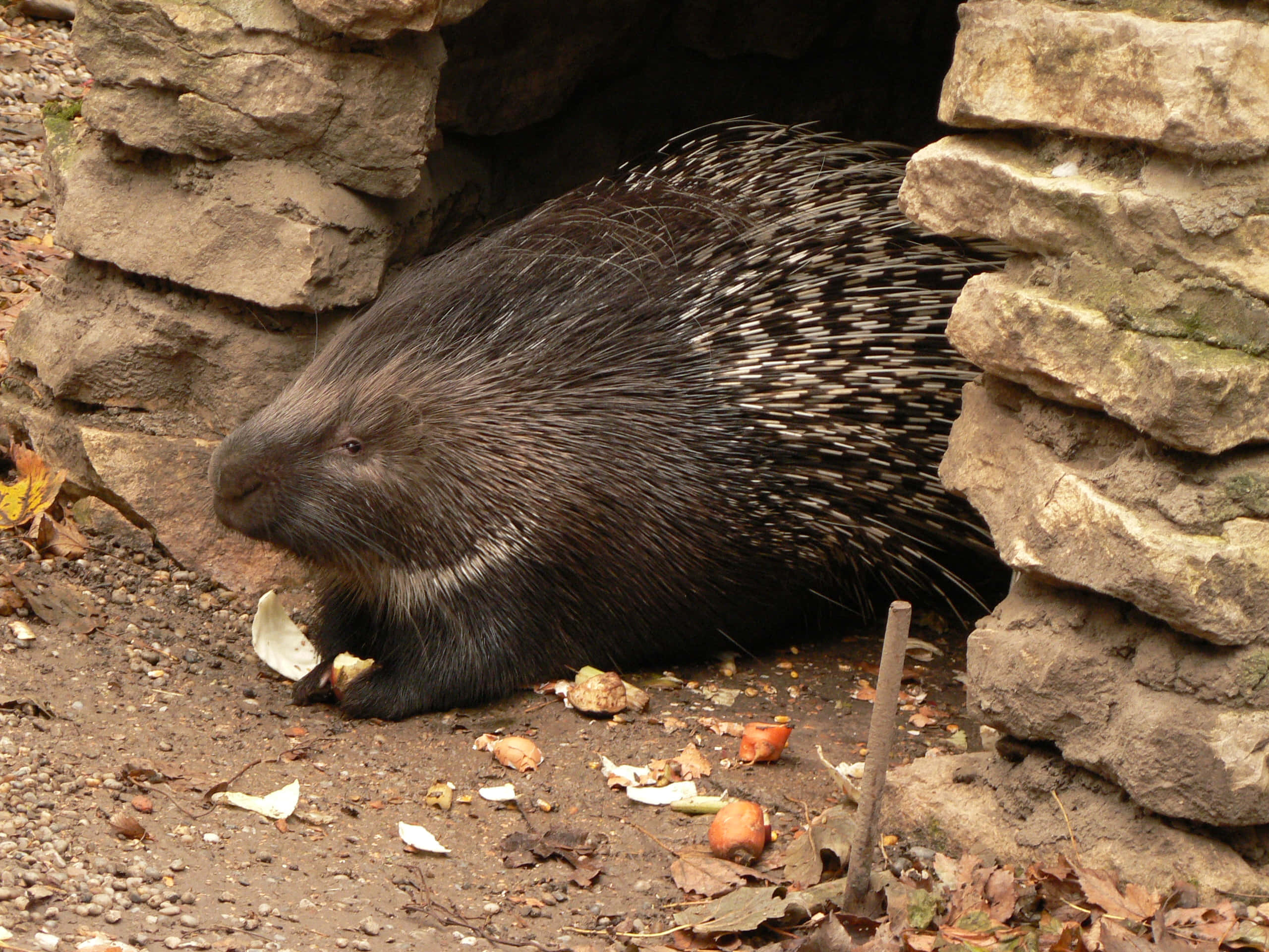 porcupine, rock den, stone den, 2K Desktop Wallpaper