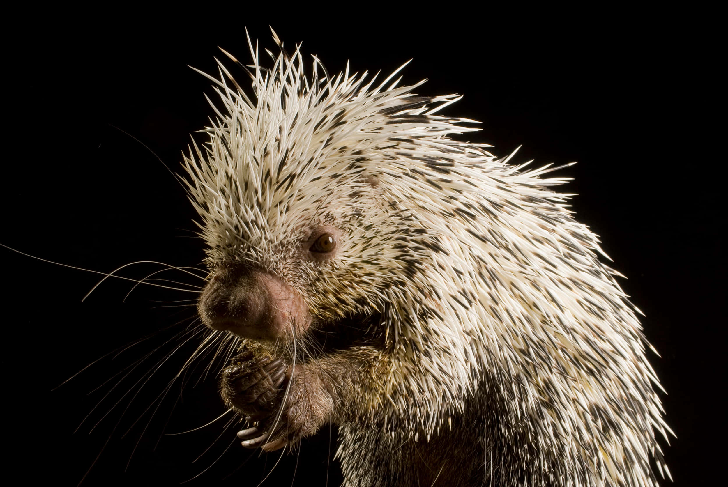 porcupine, quills, whiskers, Full HD Desktop Wallpaper