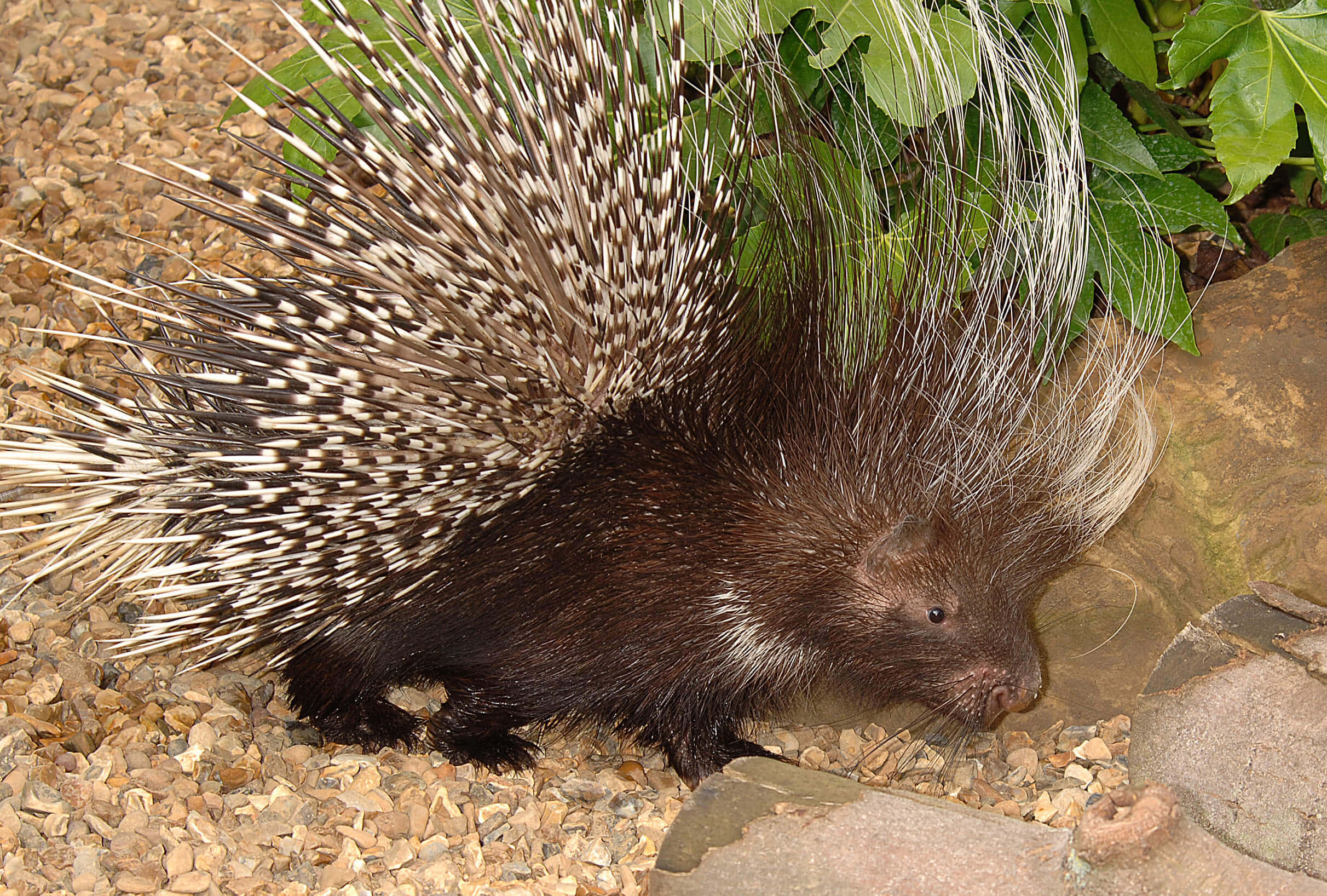 porcupine, black and white quills, rocks, Full HD Desktop Wallpaper