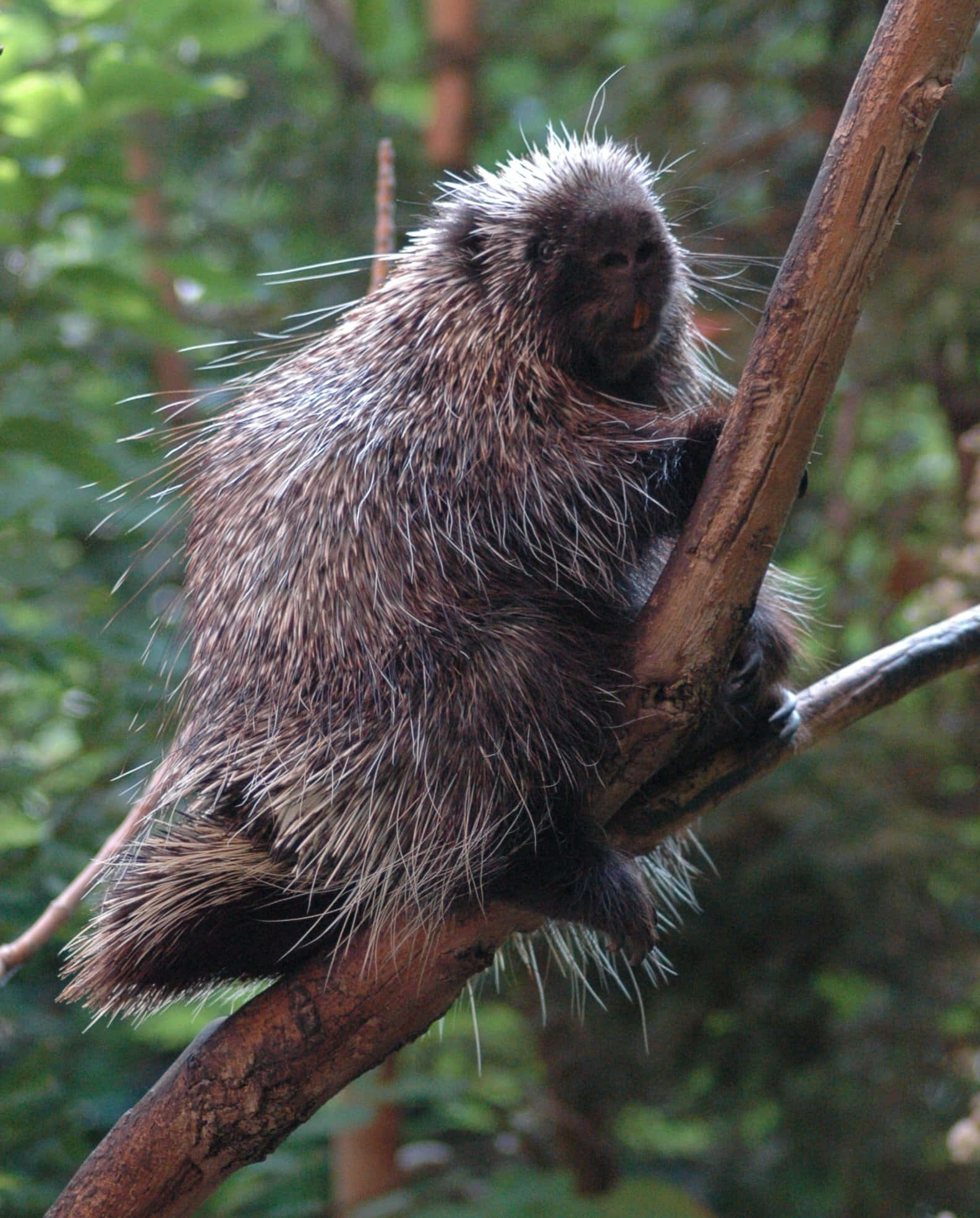 porcupine, tree branch, lush green forest, Full HD Phone Wallpaper
