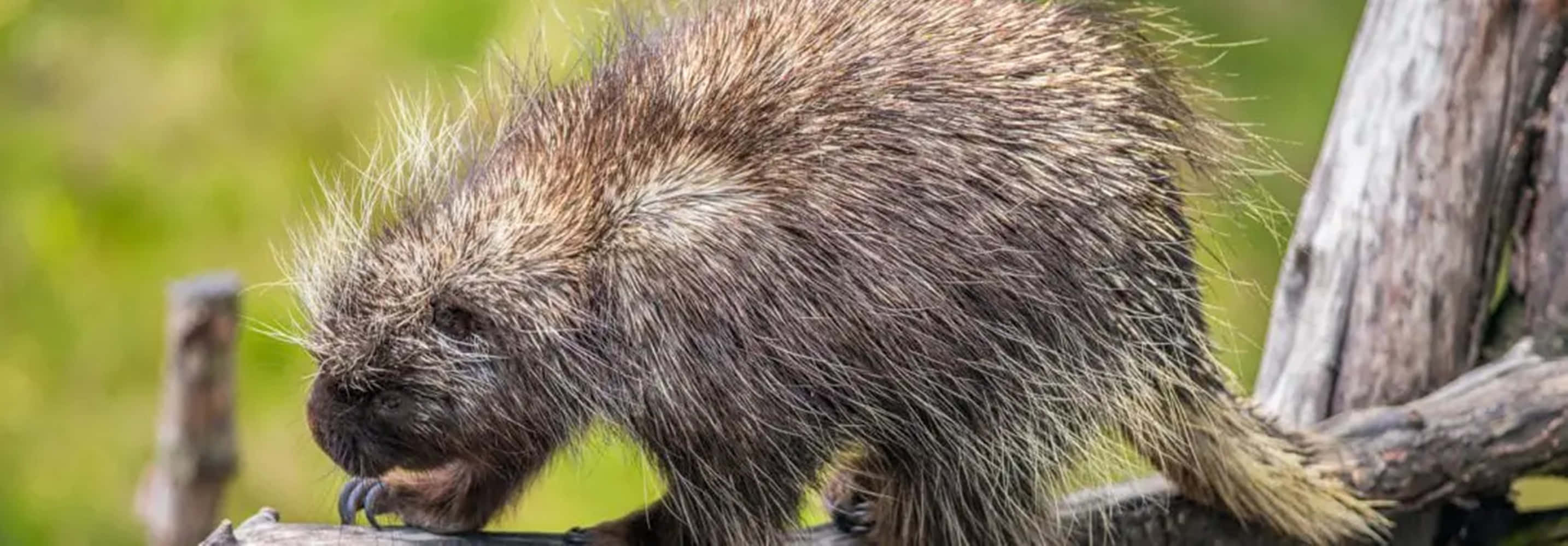 porcupine, quills, whiskers, 2K Desktop Wallpaper