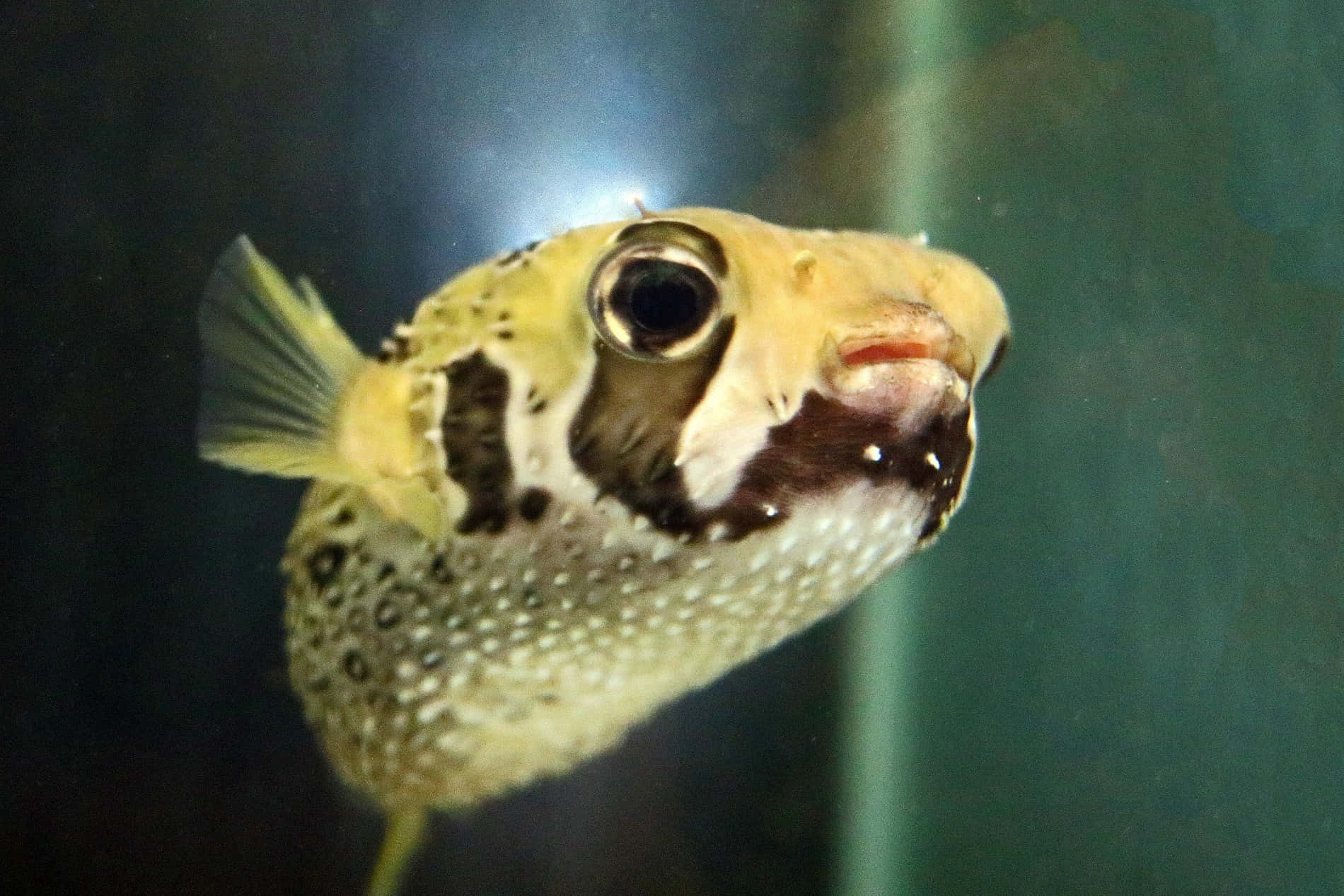 porcupinefish, spotted pufferfish, large eyes, HD Desktop Wallpaper