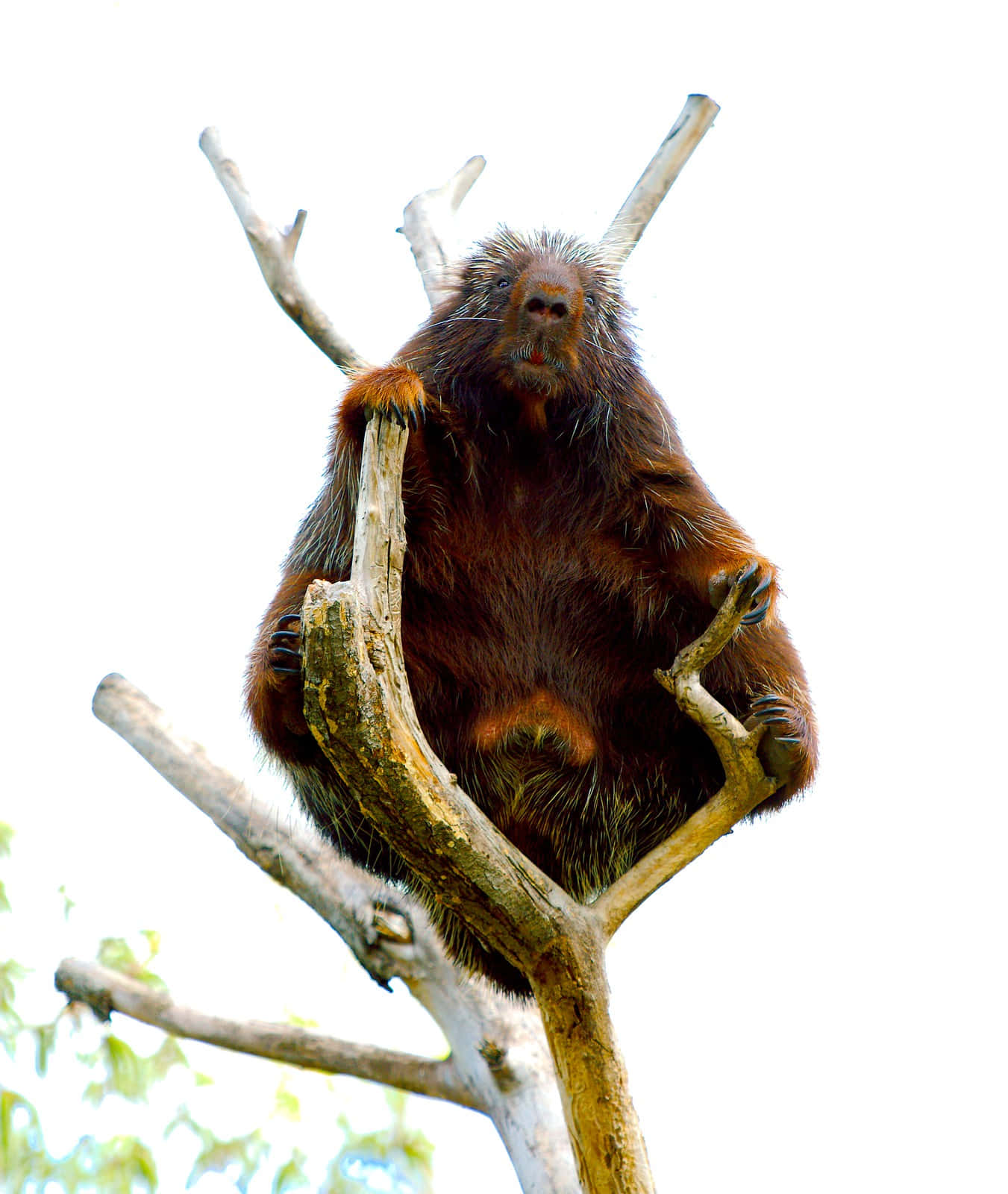 porcupine, tree branches, bare tree branch, HD Phone Wallpaper