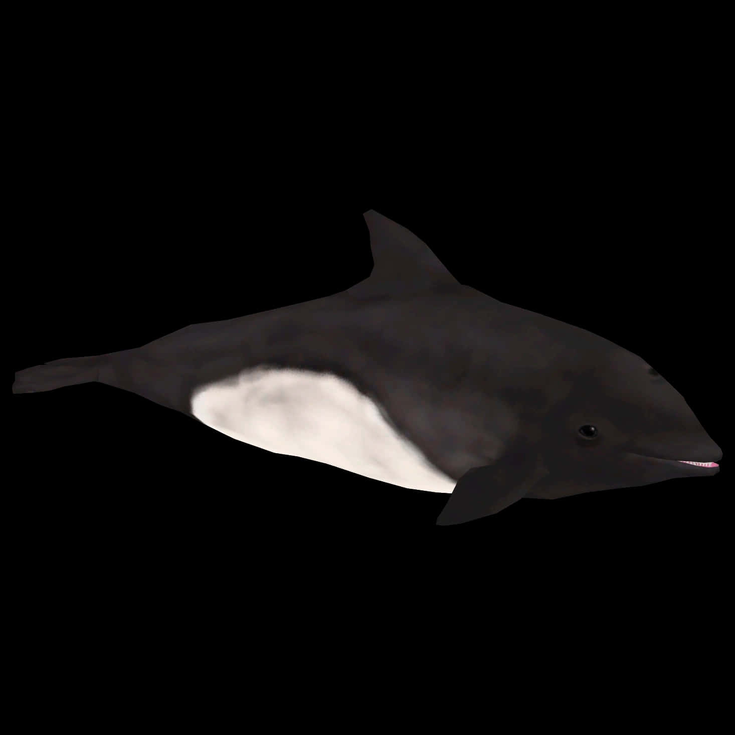Dalls Porpoise, dark gray, white underbelly, HD Desktop Wallpaper