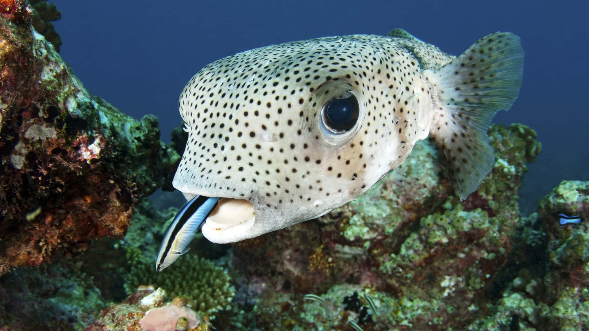 porcupinefish, spotted pufferfish, vibrant coral reef, Full HD Desktop Wallpaper