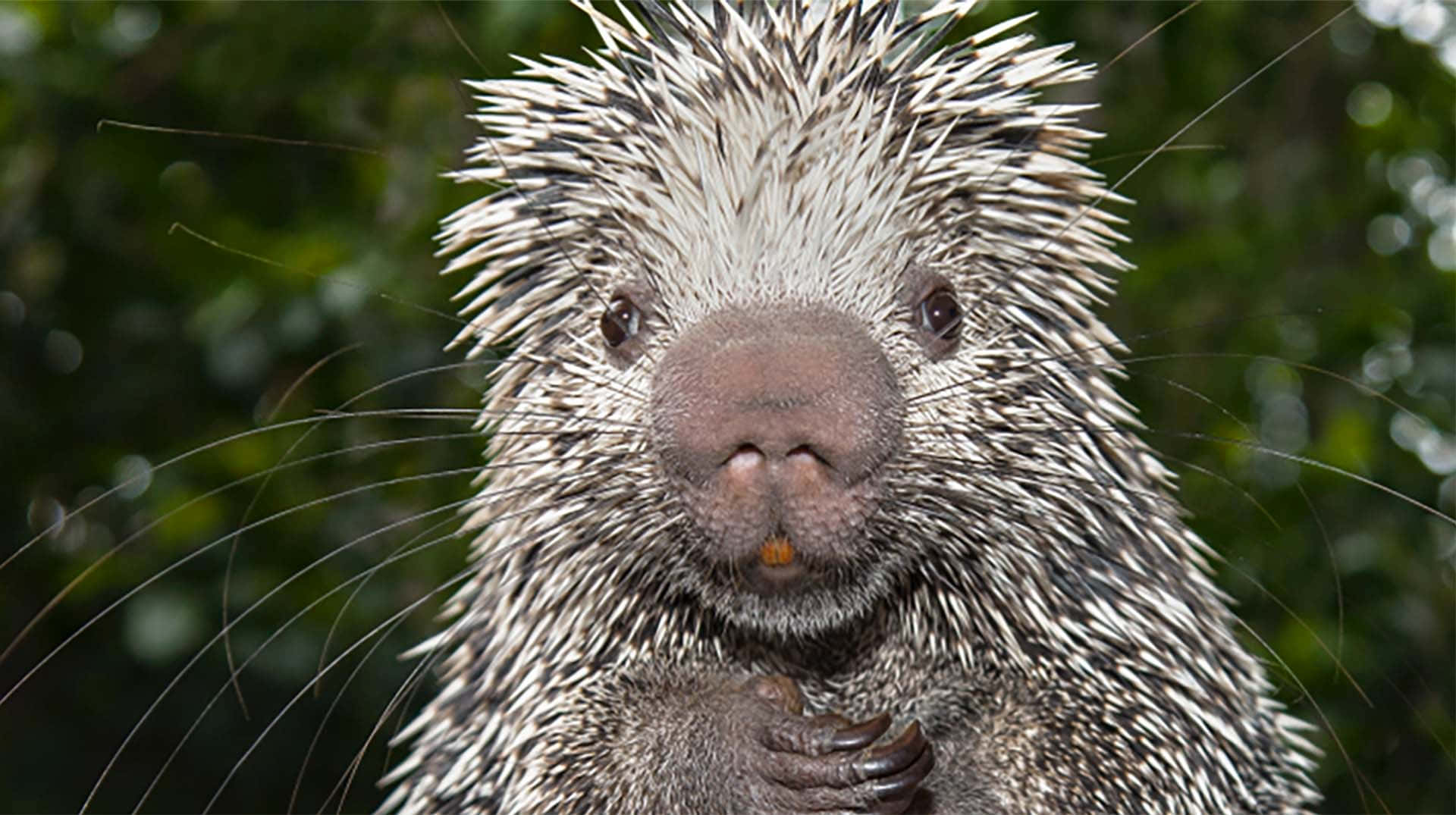 porcupine, sharp quills, dark eyes, Full HD Desktop Wallpaper