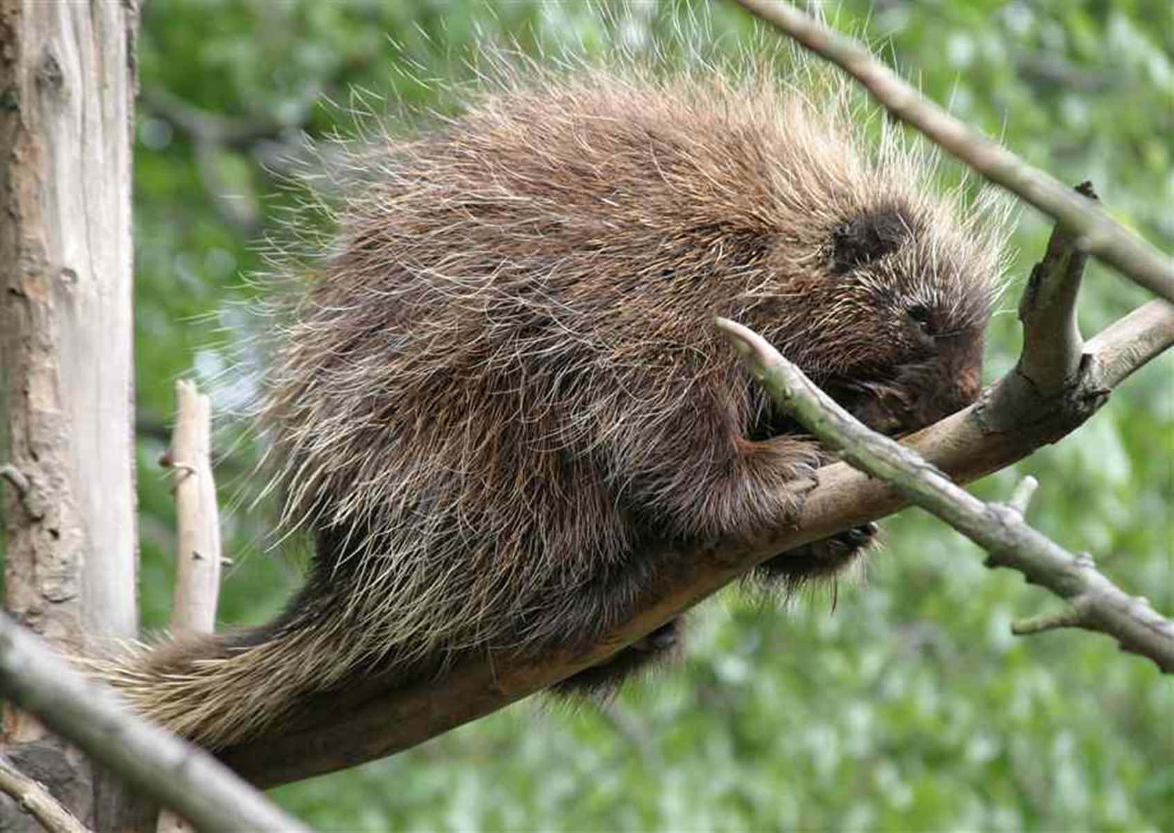 porcupine, tree branch, lush green forest, HD Desktop Wallpaper
