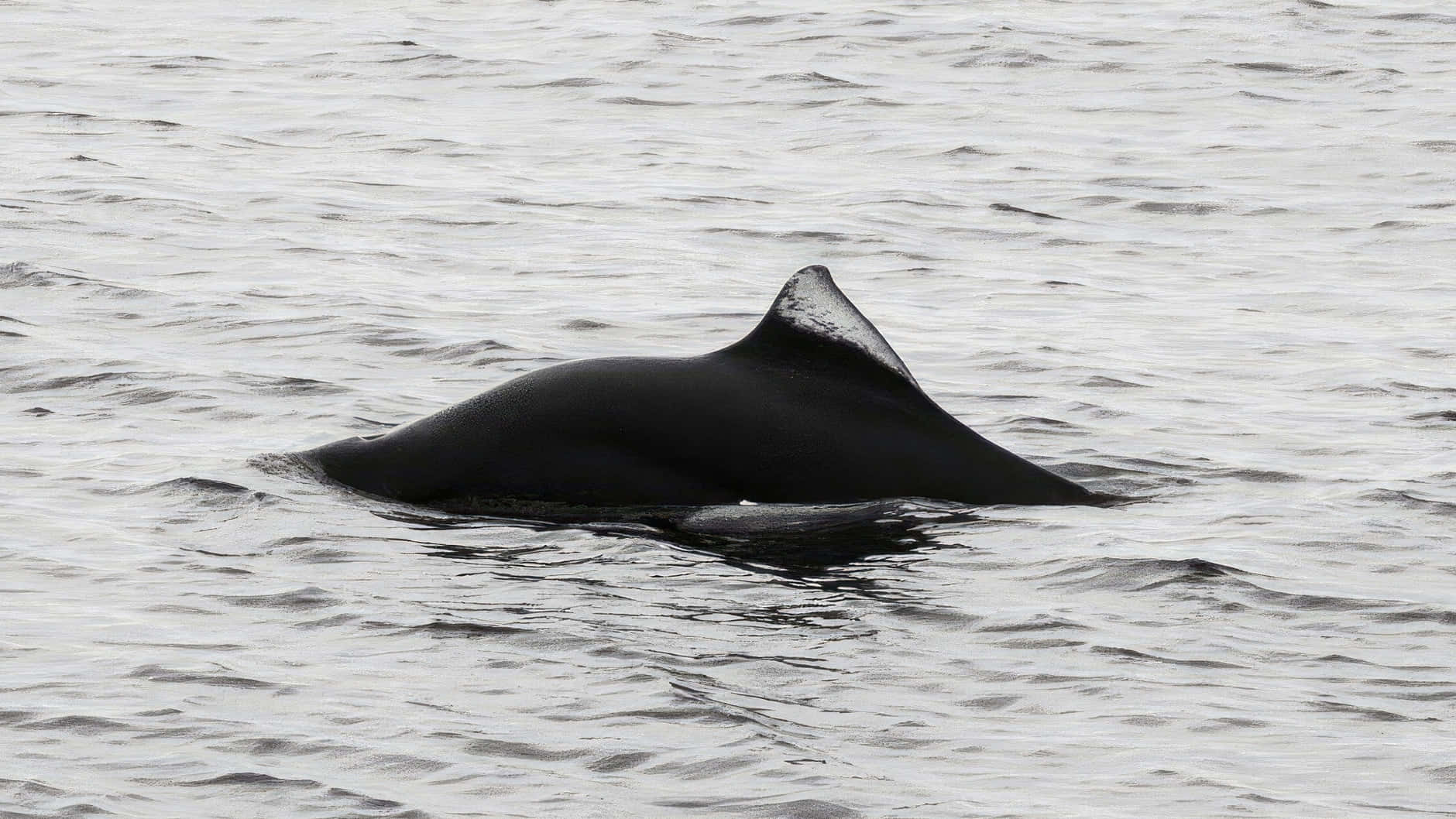 Dalls Porpoise, black, choppy gray water, HD Desktop Wallpaper