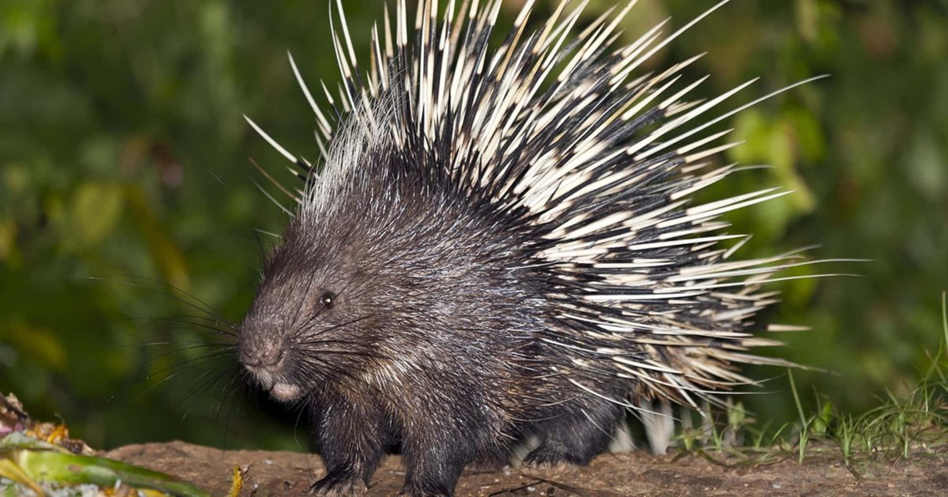 Porcupine, black and white quills, forest floor, Full HD Desktop Wallpaper