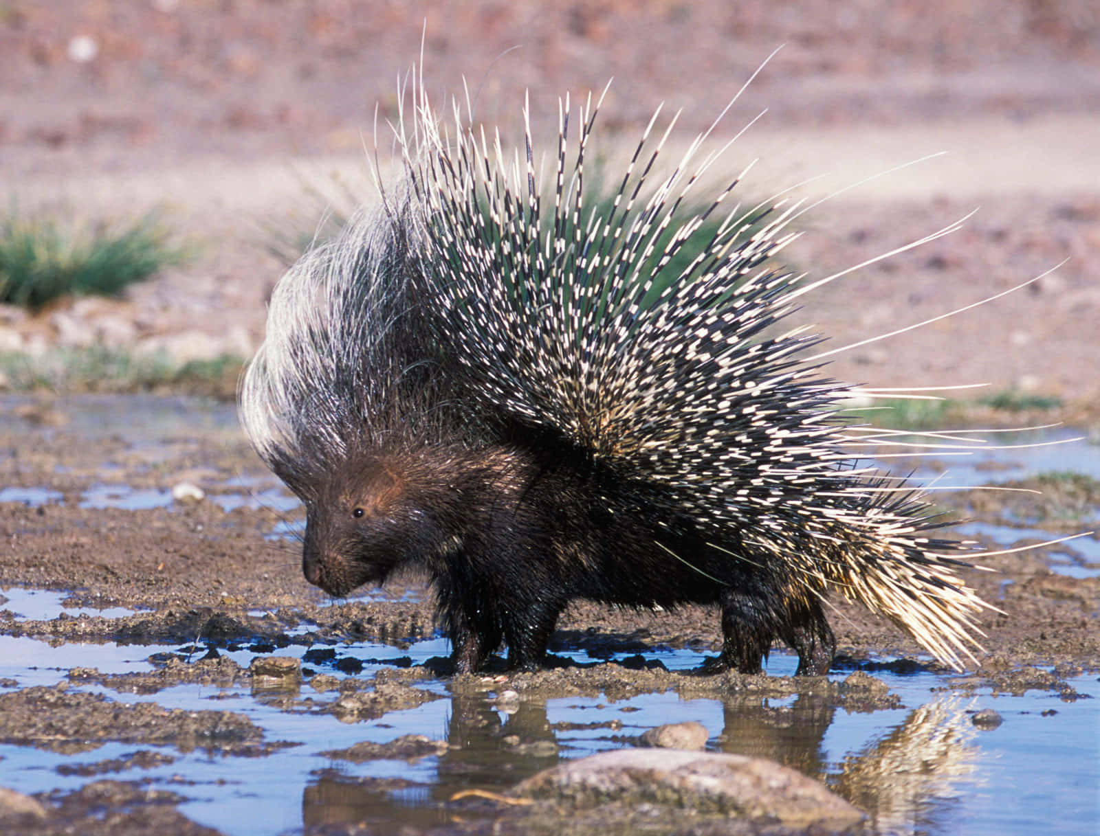Porcupine, black and white quills, shallow water, HD Desktop Wallpaper