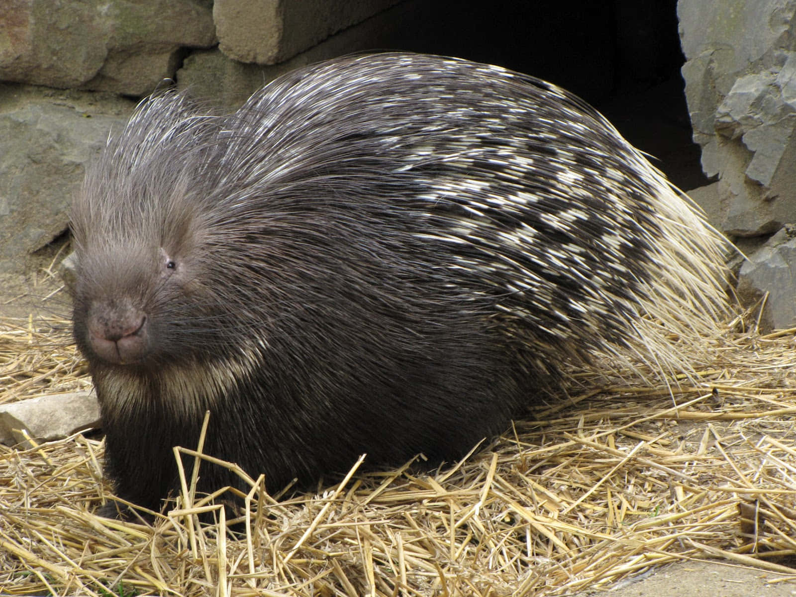 porcupine, black and white quills, straw, HD Desktop Wallpaper