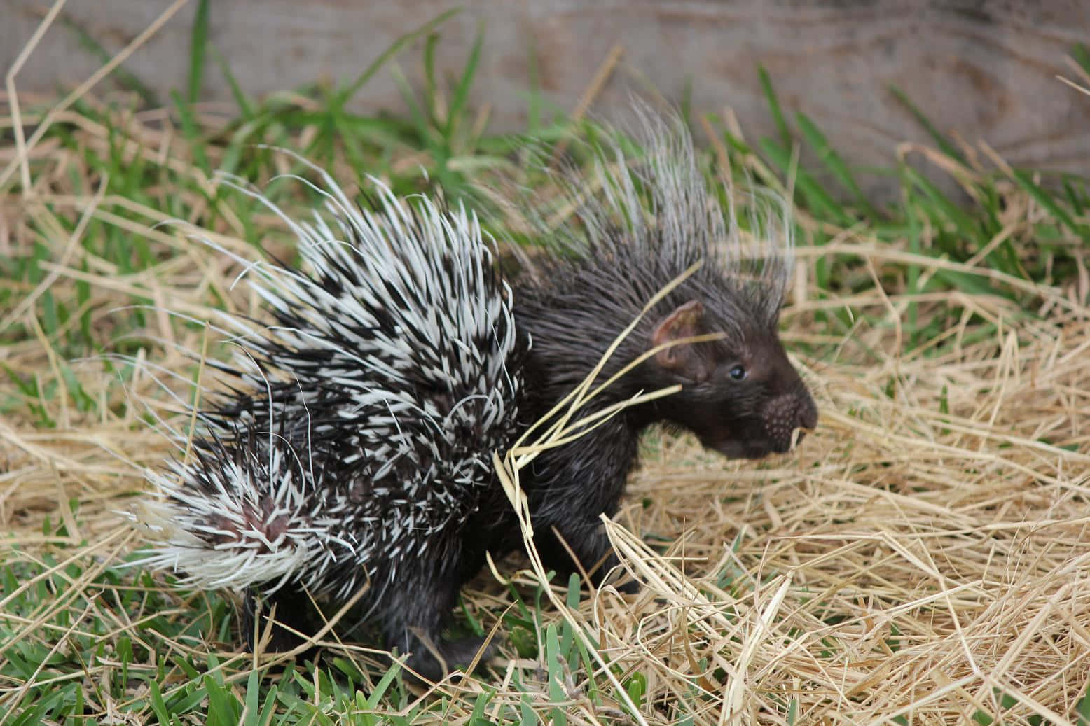 baby porcupine, black and white quills, green grass, HD Desktop Wallpaper