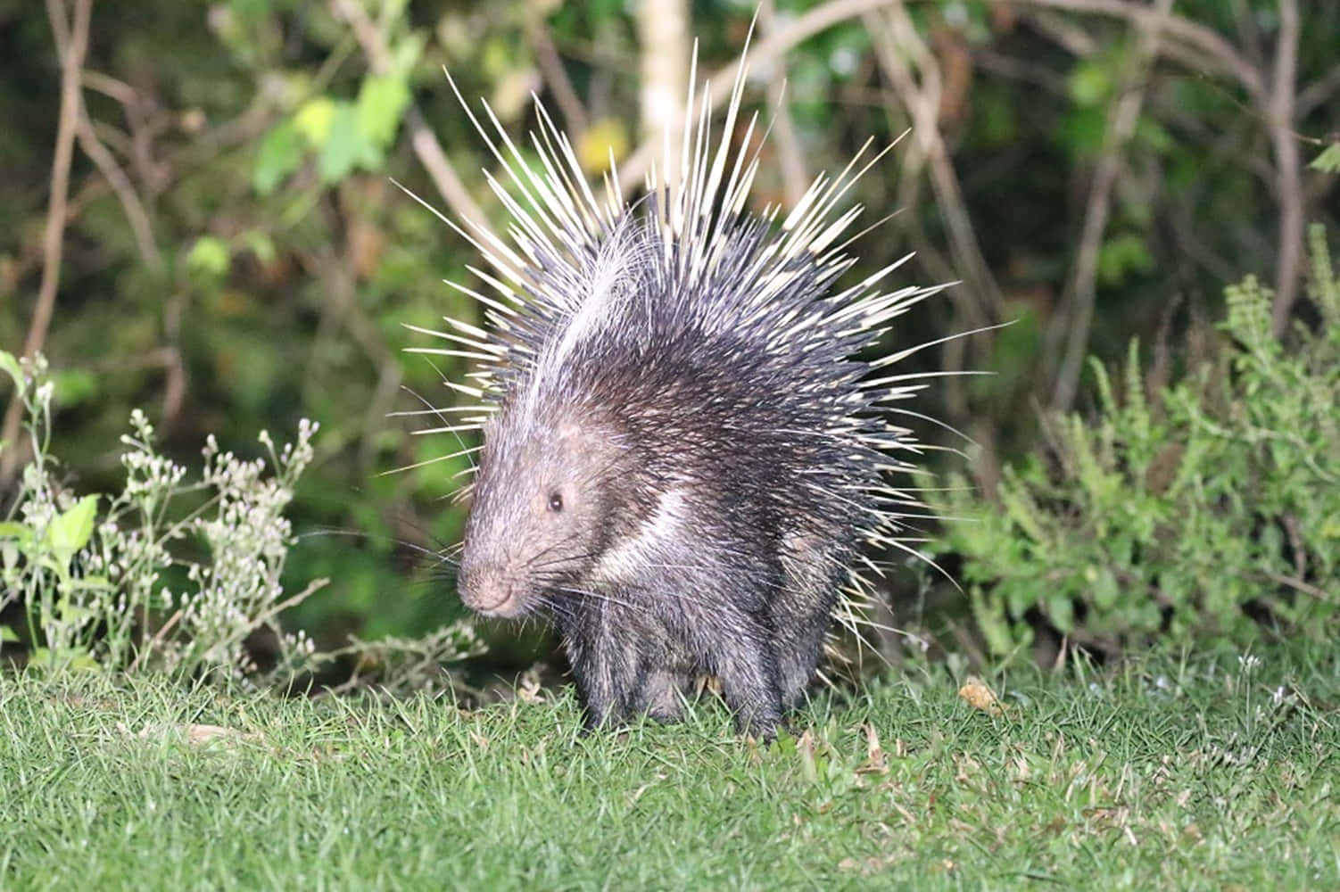 Porcupine, green grass, leafy bushes, HD Desktop Wallpaper