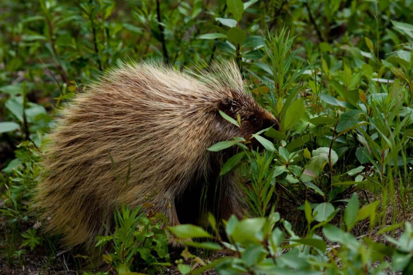 porcupine, lush green foliage, dense underbrush, HD Desktop Wallpaper