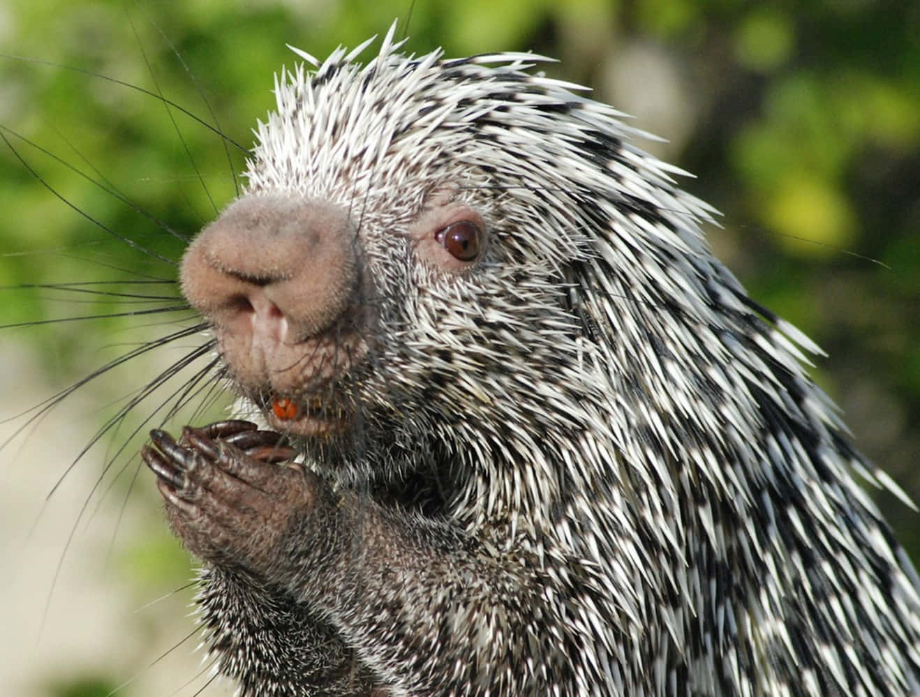 porcupine, black and white quills, red berry, HD Desktop Wallpaper