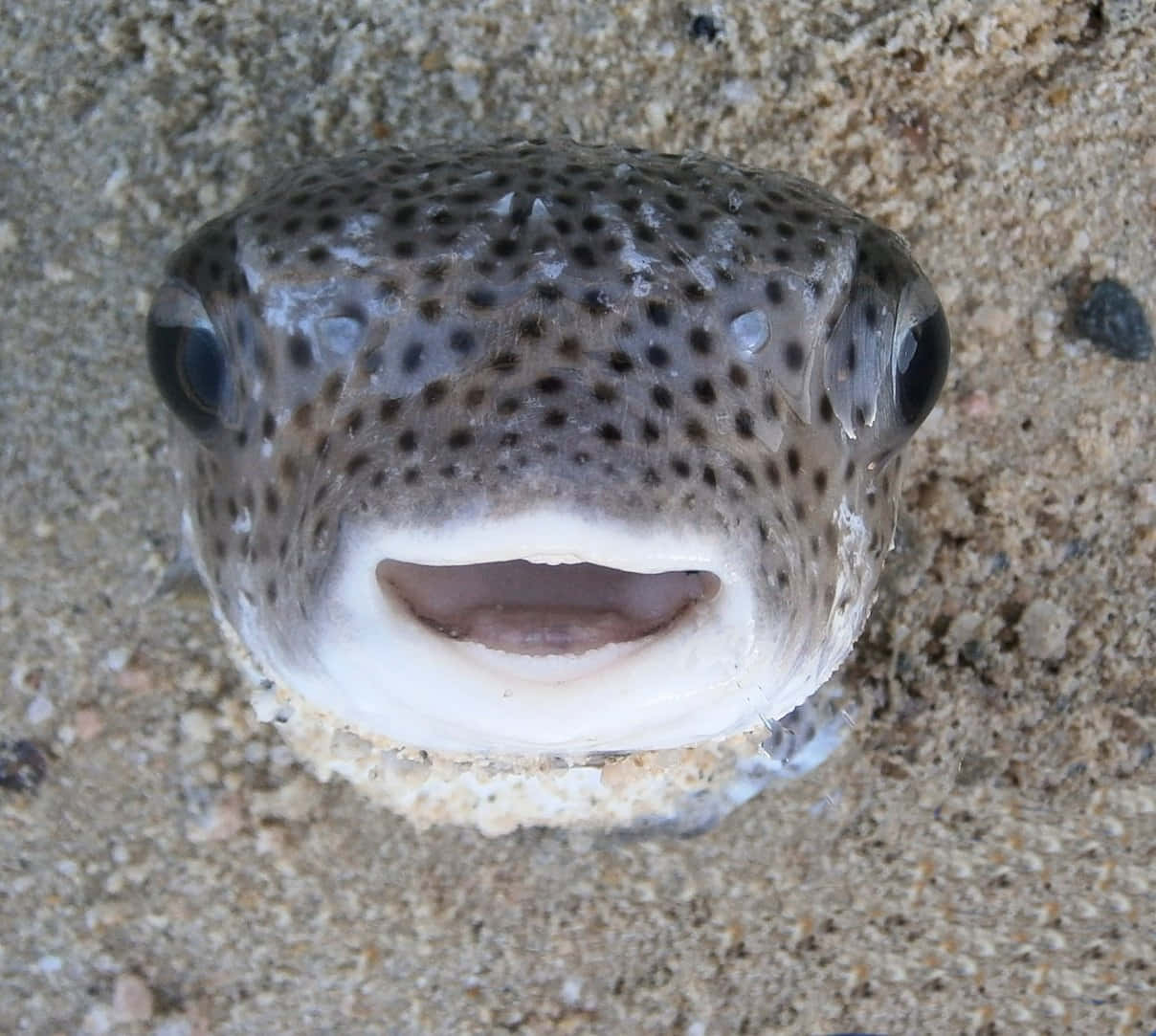 porcupinefish, spotted pufferfish, sandy ocean floor, SD Desktop Wallpaper