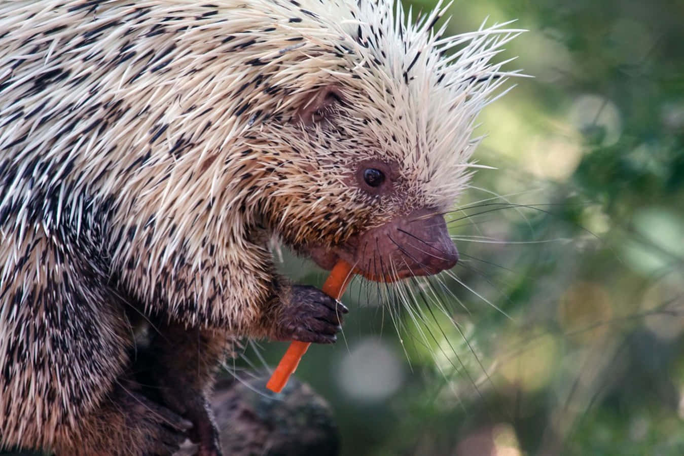 porcupine, black and white quills, orange carrot, HD Desktop Wallpaper