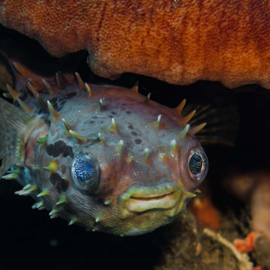 porcupinefish, spiky pufferfish, large eyes, SD Desktop Wallpaper