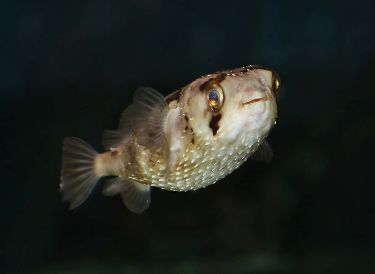 porcupinefish, pufferfish, textured skin, SD Desktop Wallpaper
